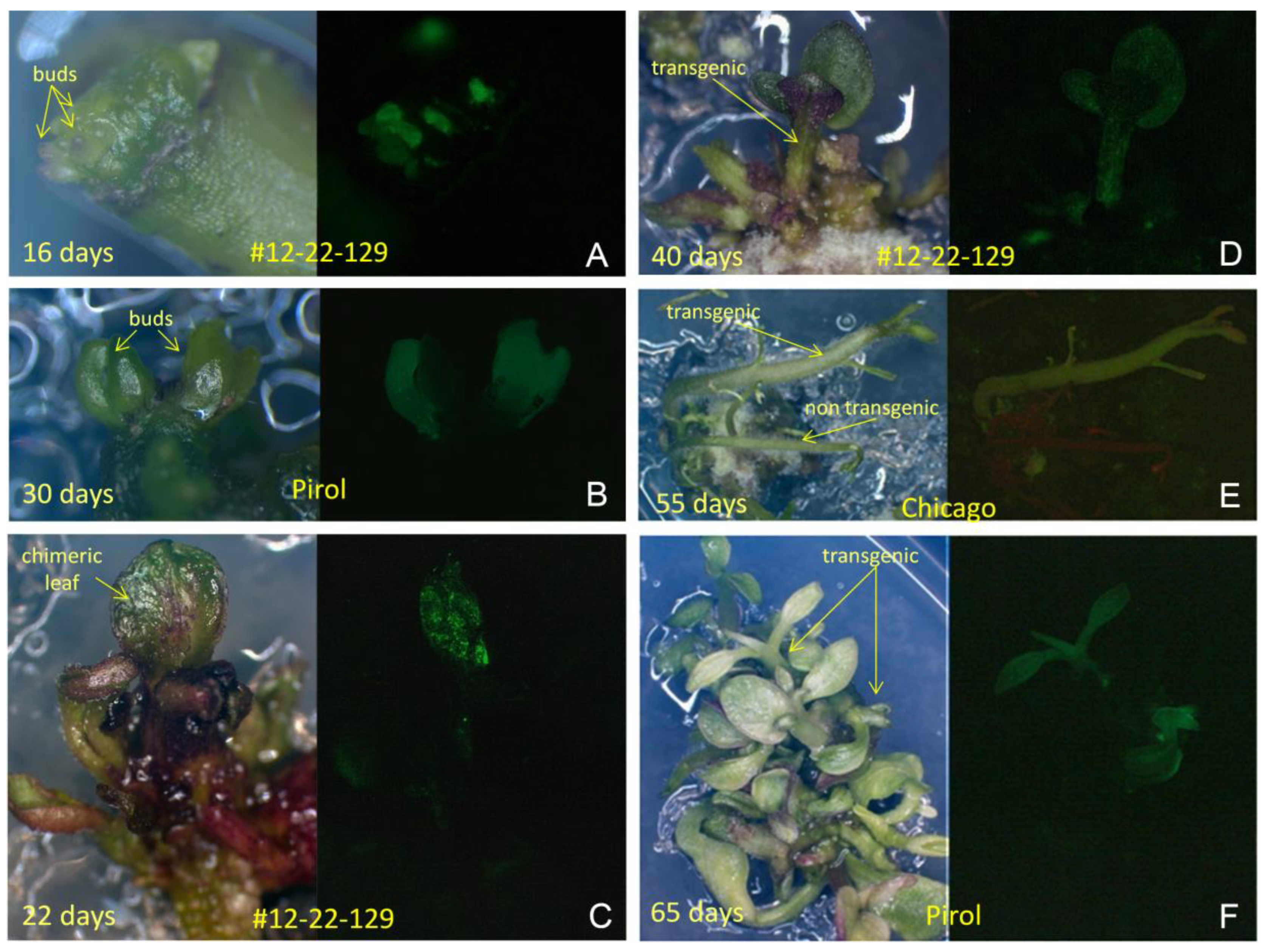 Preprints 92738 g004