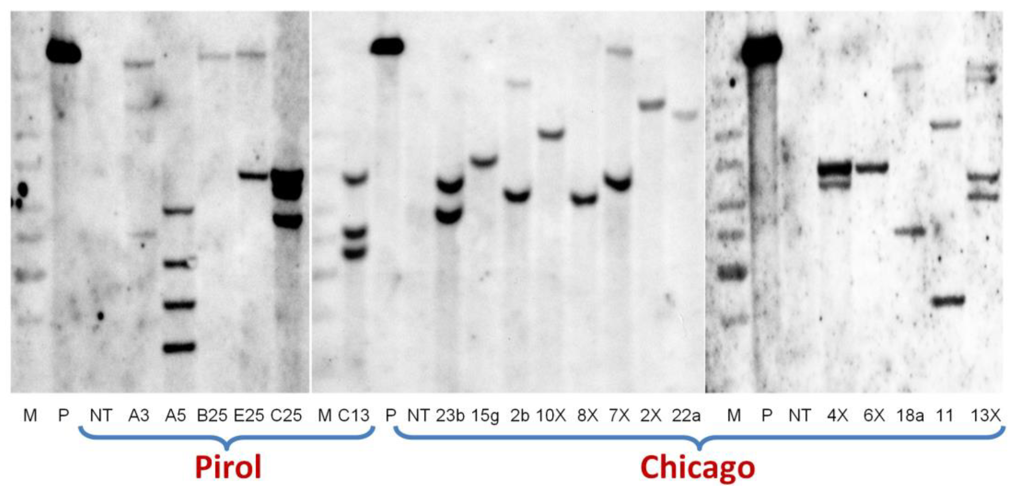 Preprints 92738 g005