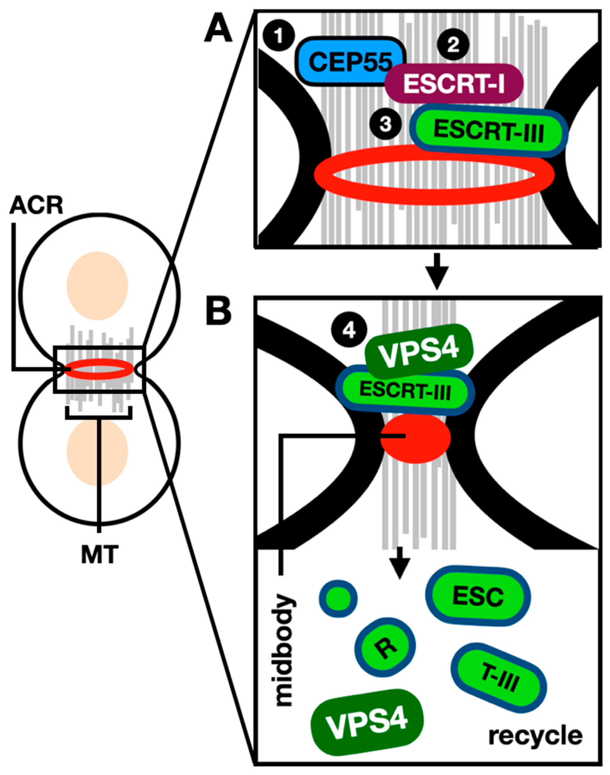 Preprints 95107 g004