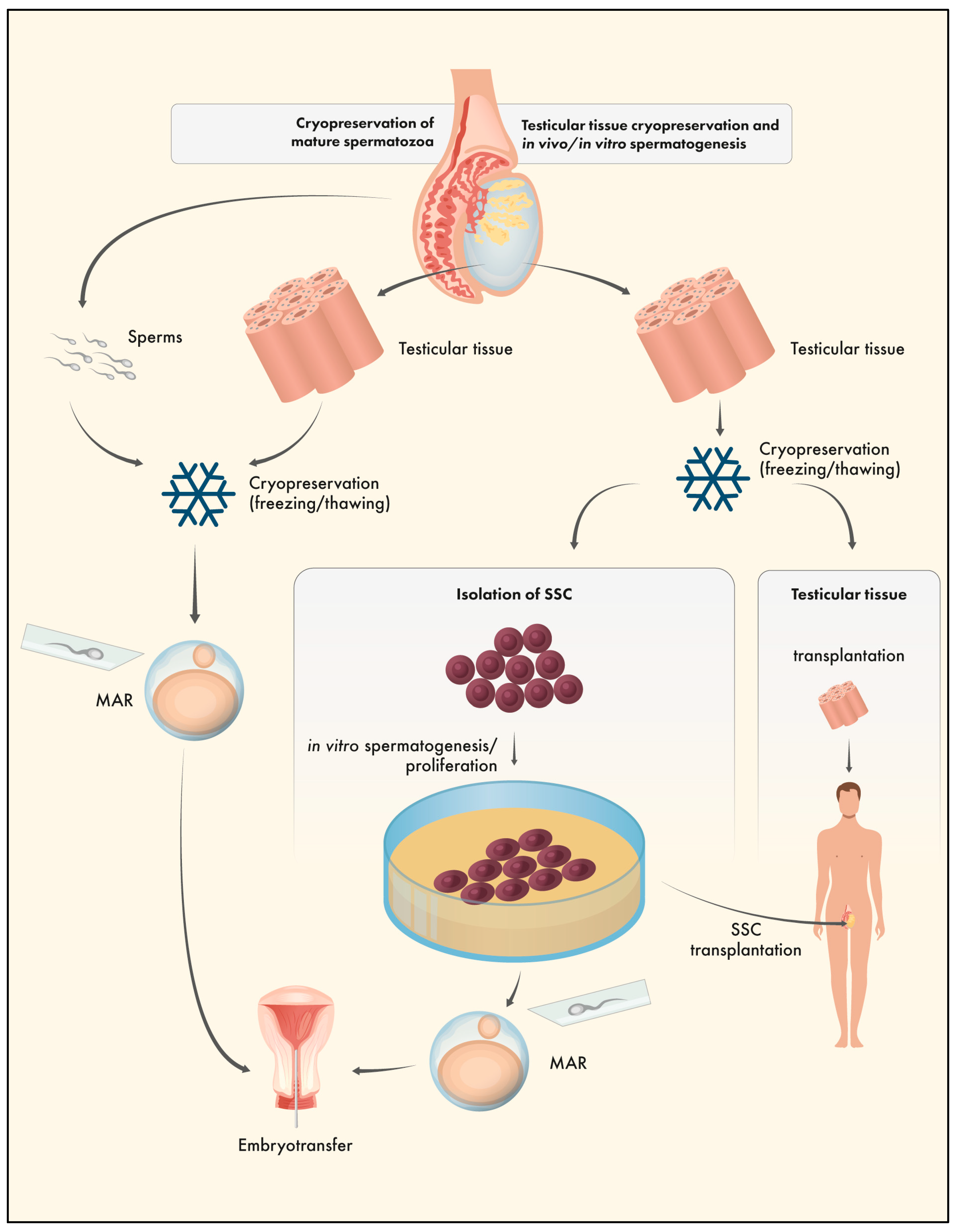 Preprints 75919 g004