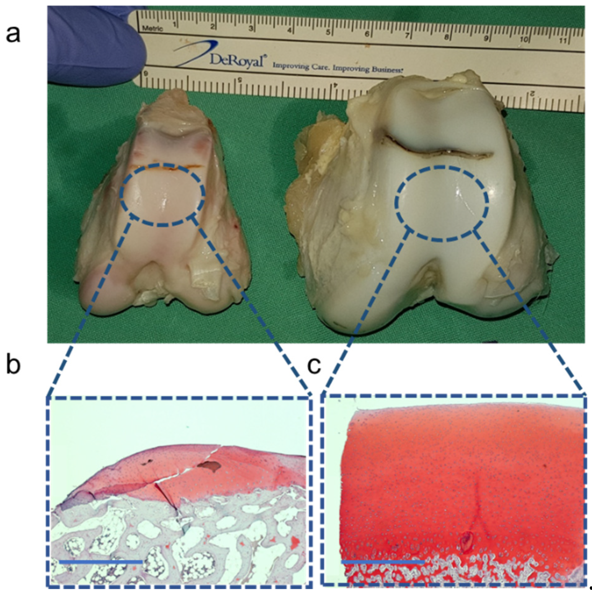 Preprints 115106 g005