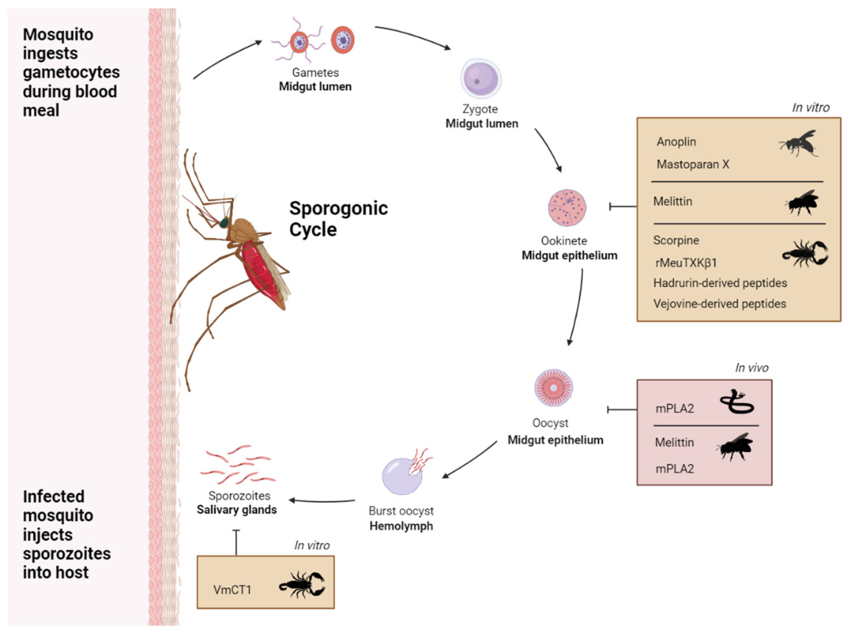 Preprints 116663 g001