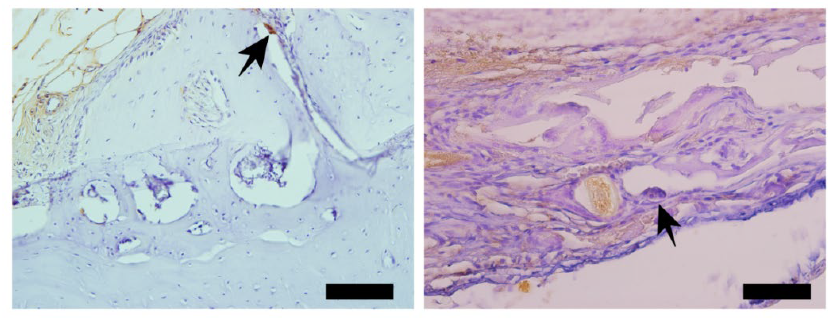 Preprints 137345 g009