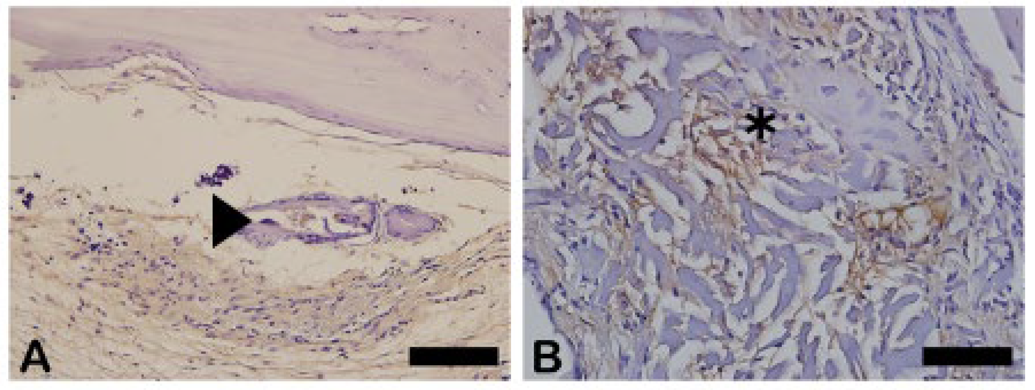 Preprints 137345 g017