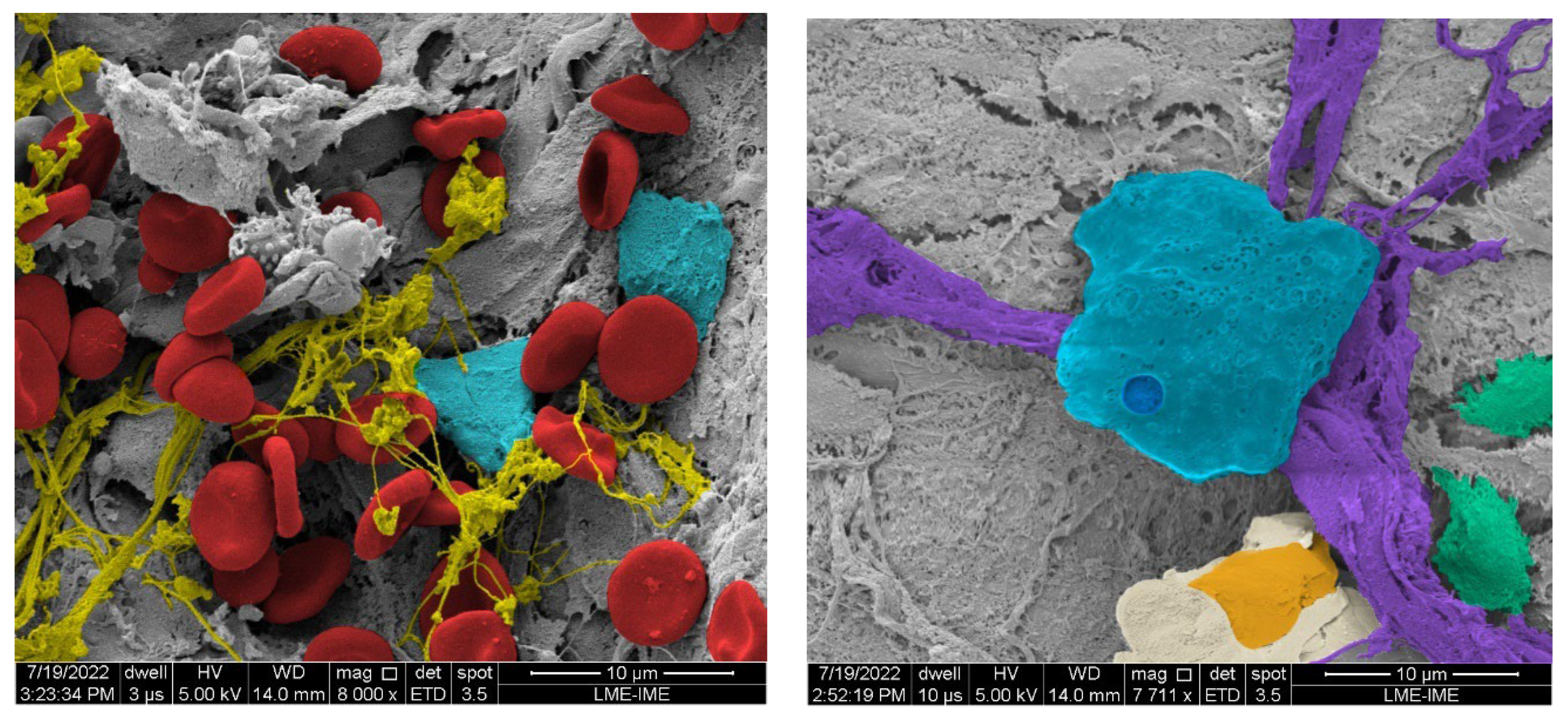 Preprints 137345 g030