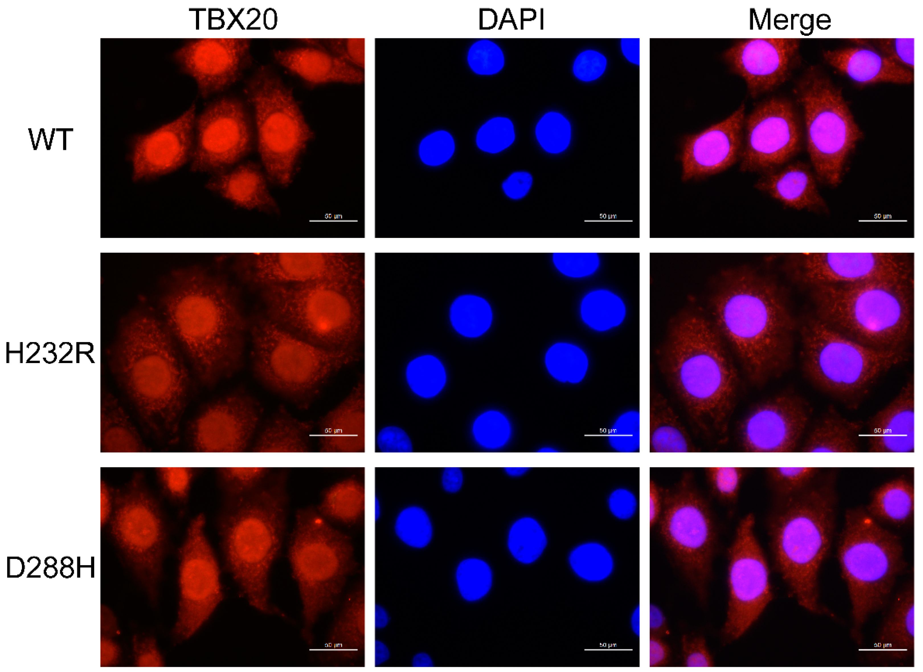 Preprints 78817 g009