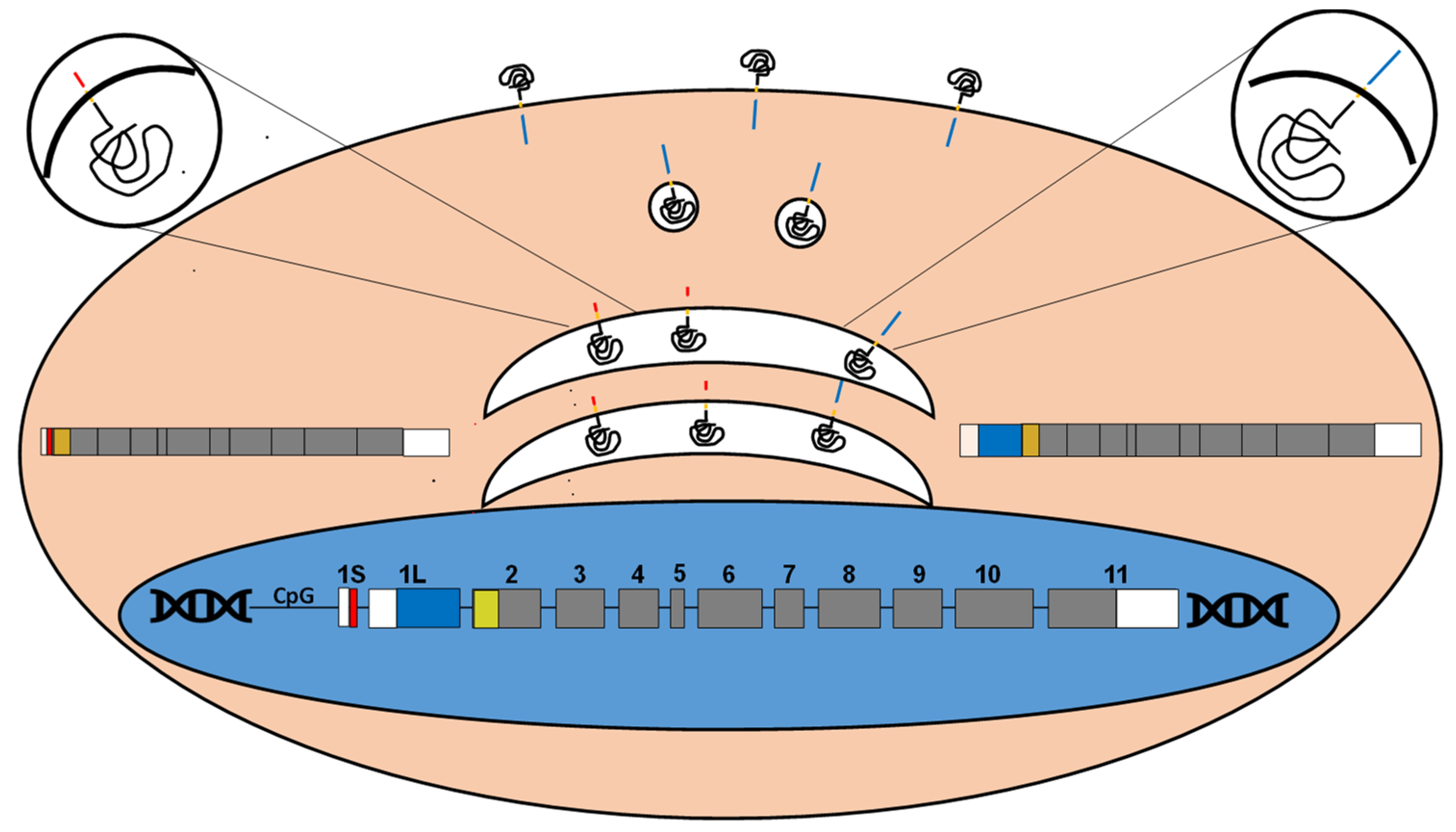 Preprints 100207 g002