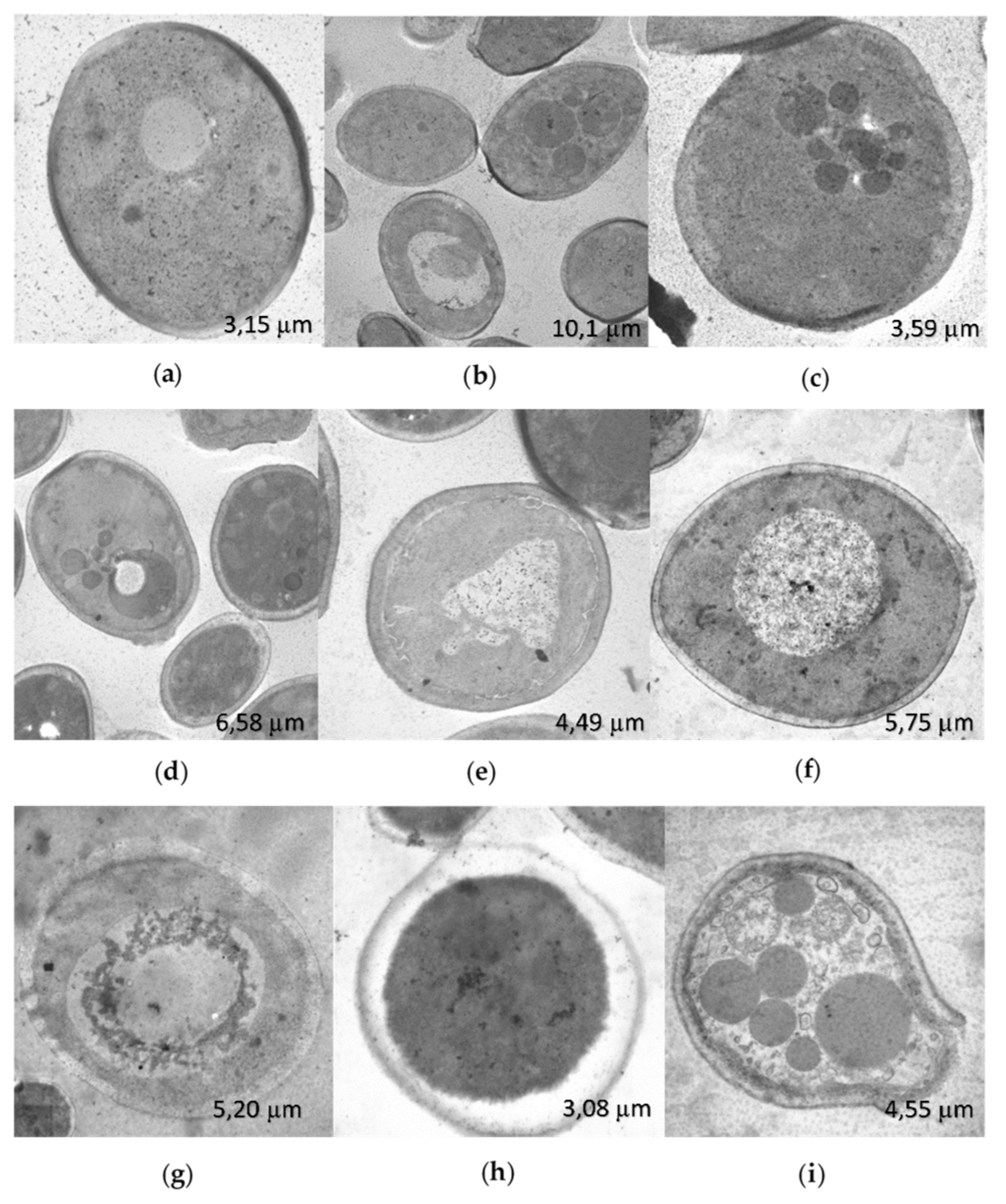 Preprints 111232 g006