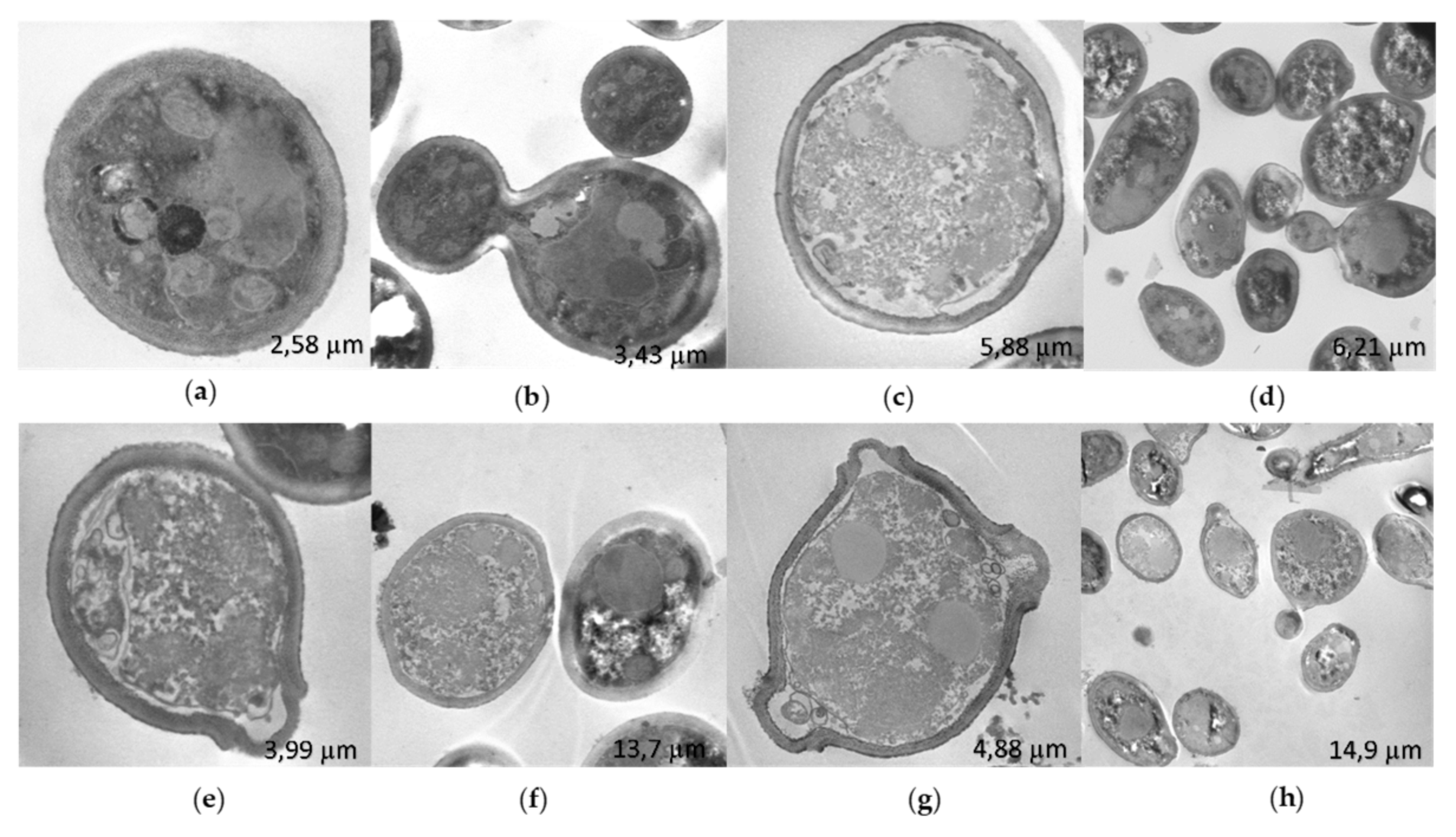 Preprints 111232 g007