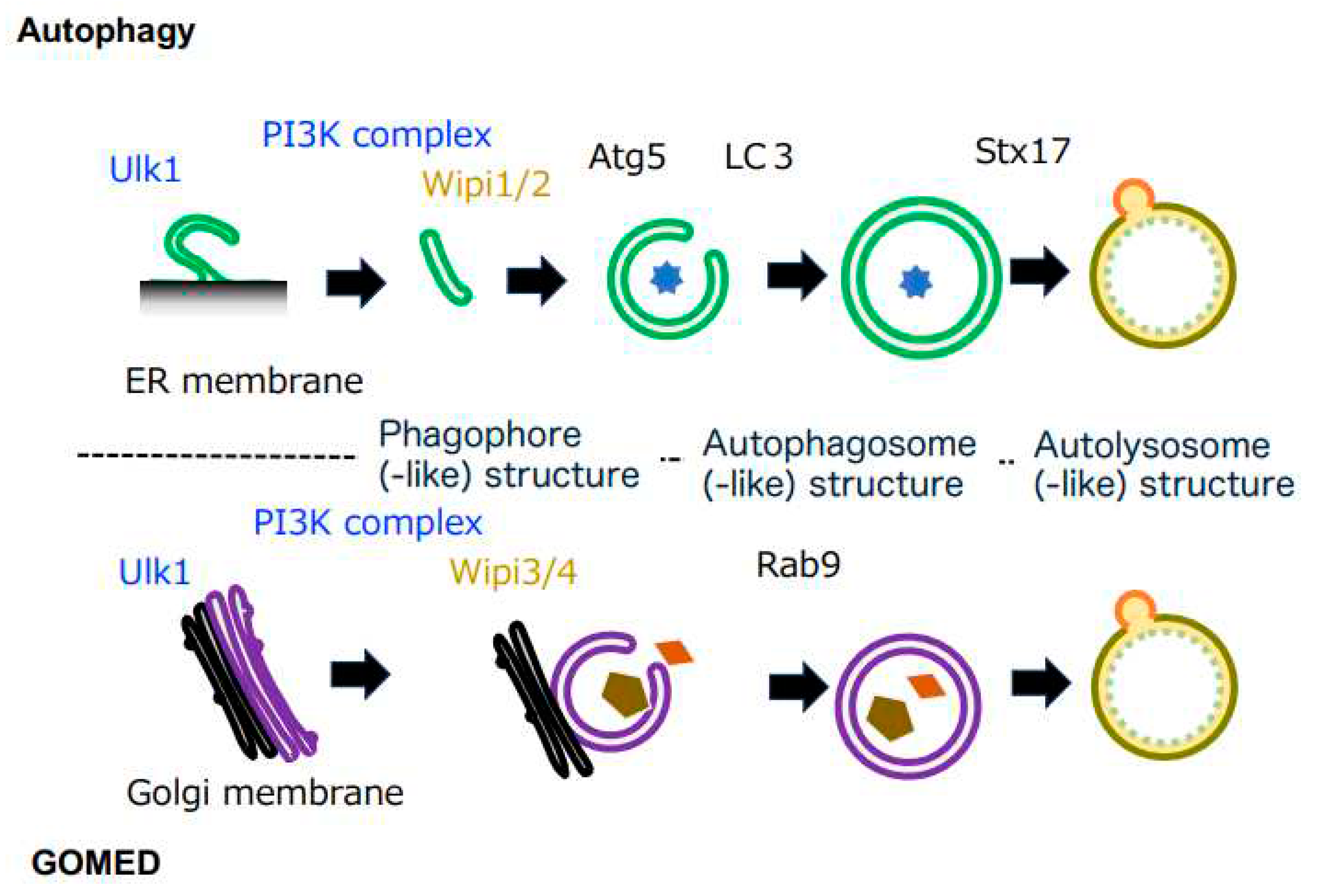 Preprints 87590 g001