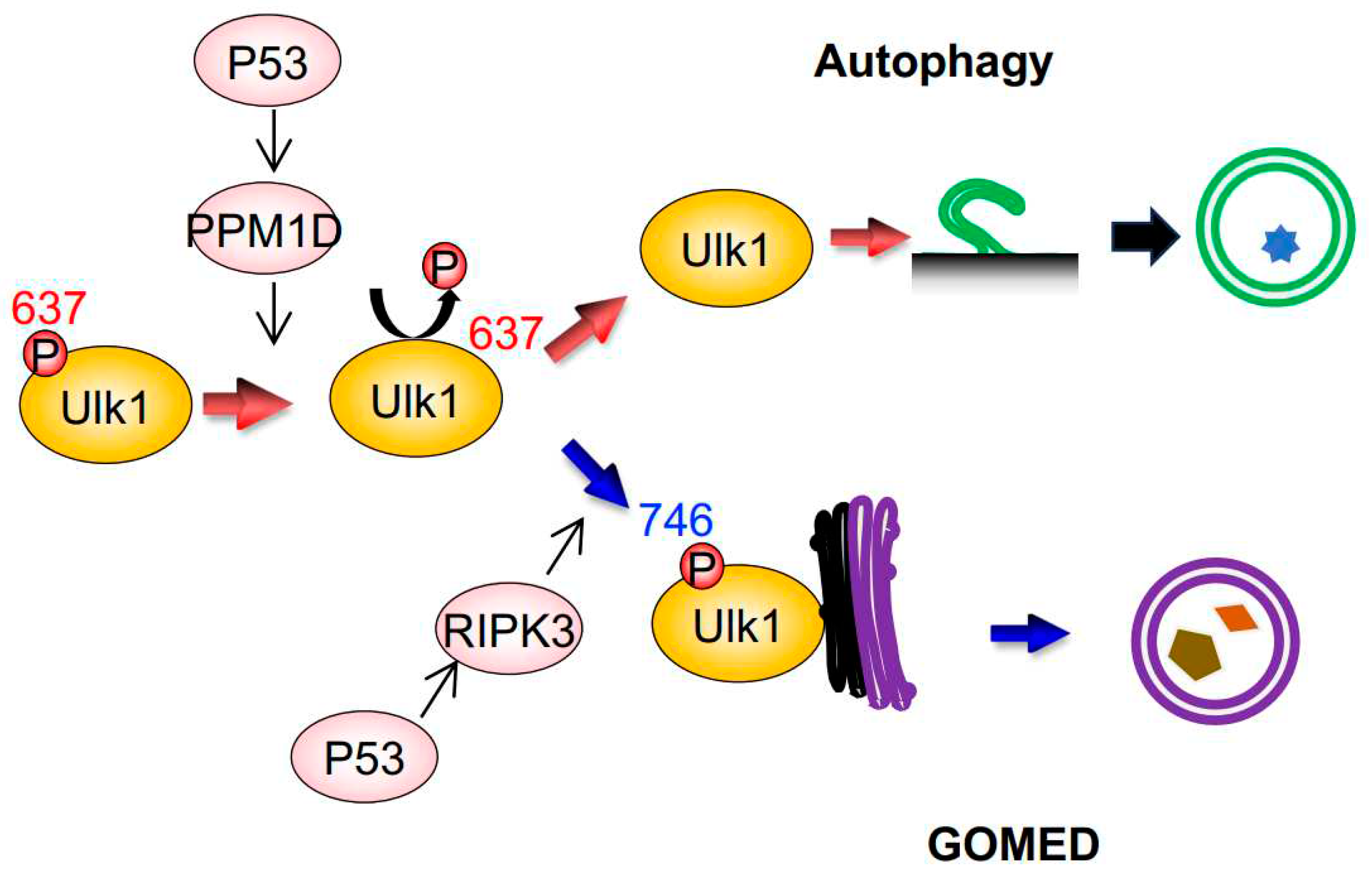 Preprints 87590 g002