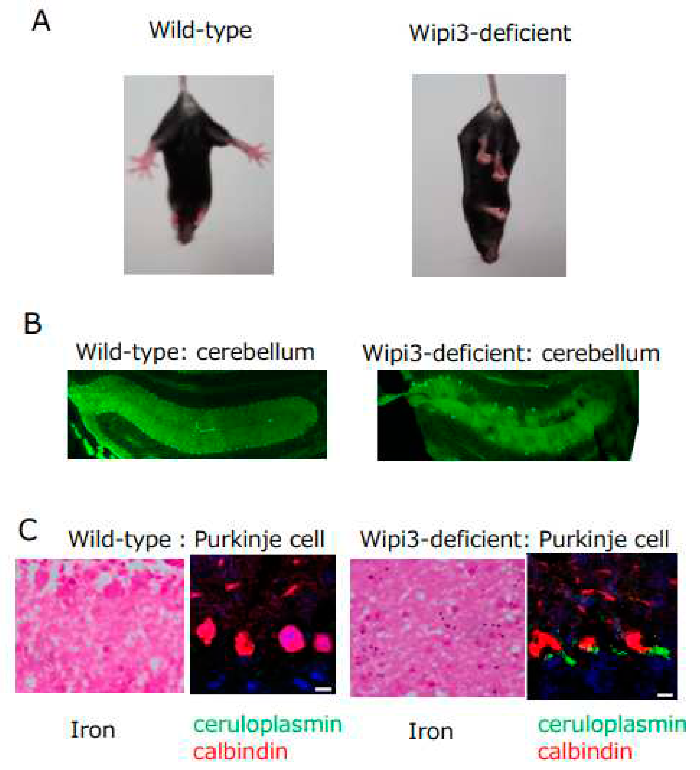 Preprints 87590 g003