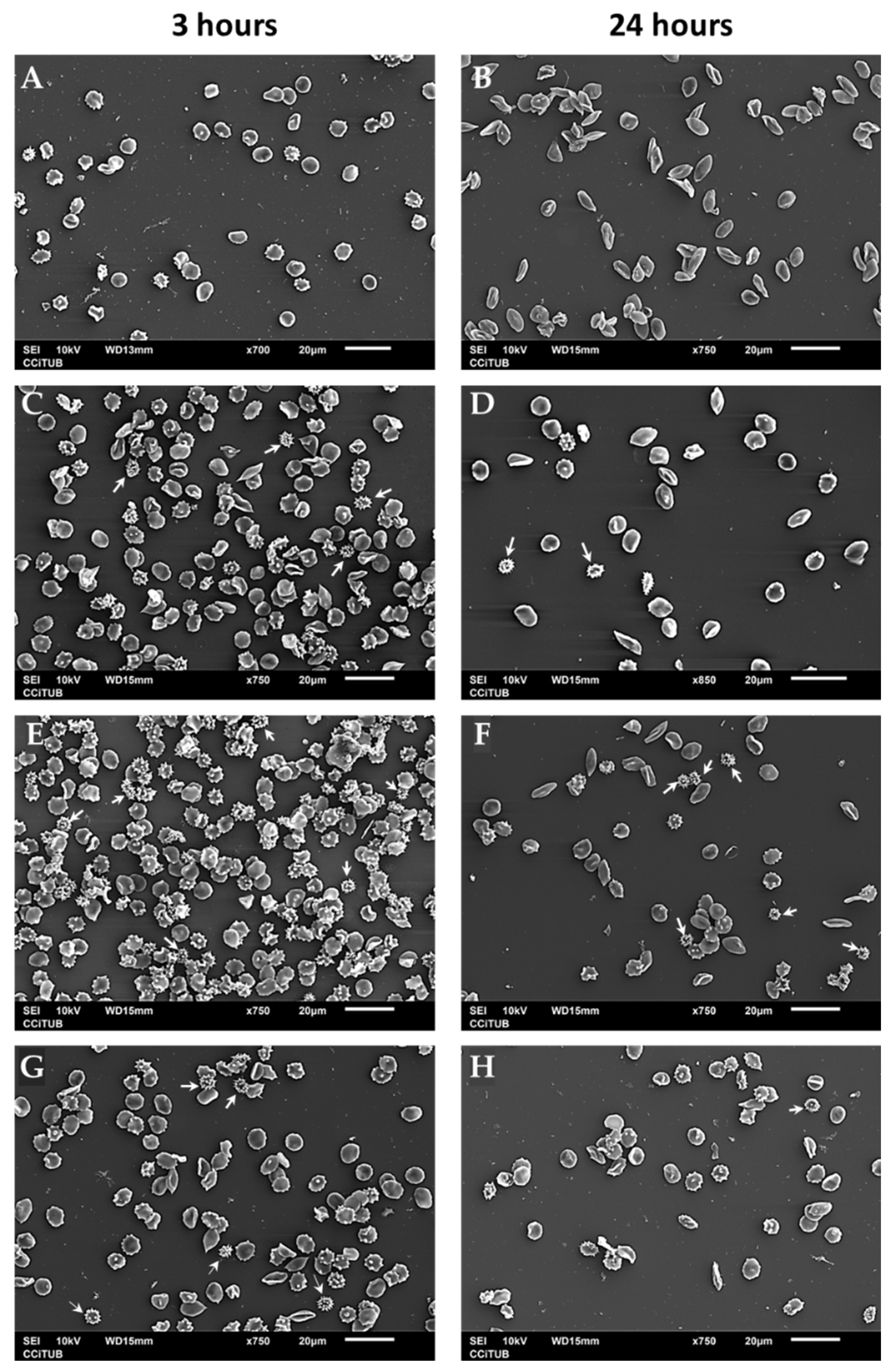 Preprints 73861 g009