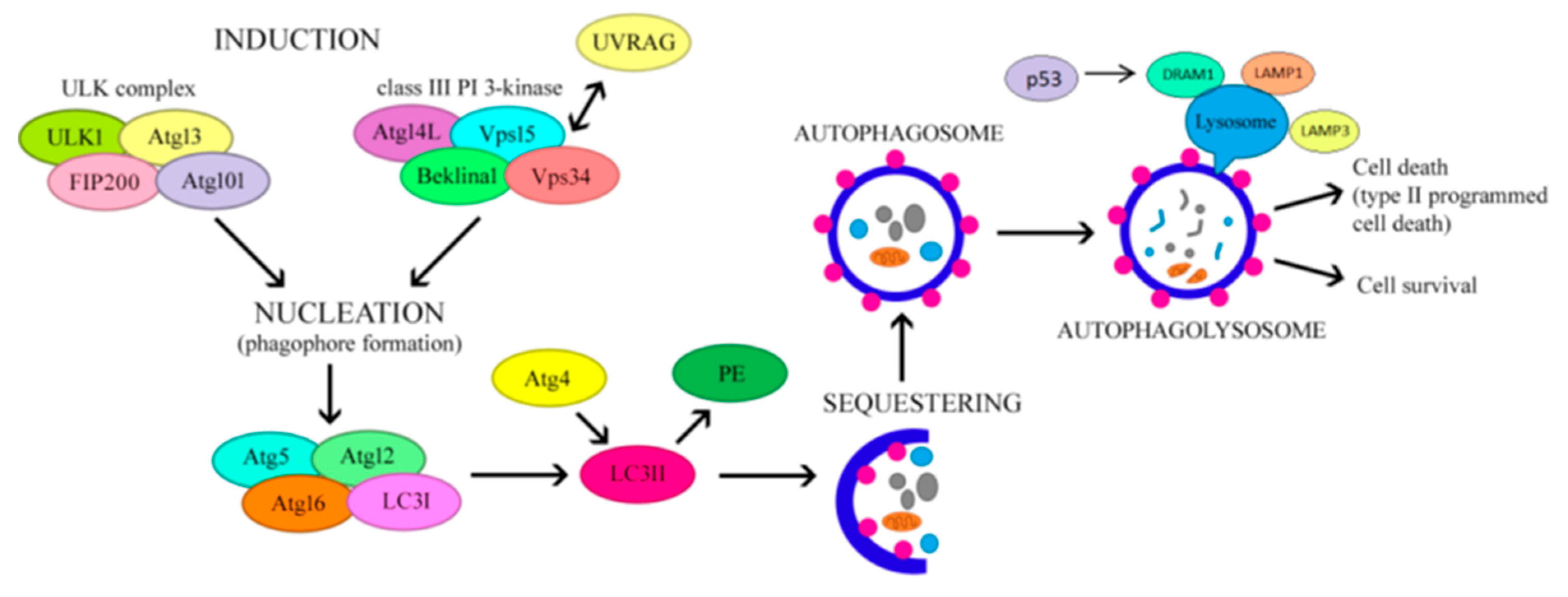 Preprints 119377 g001