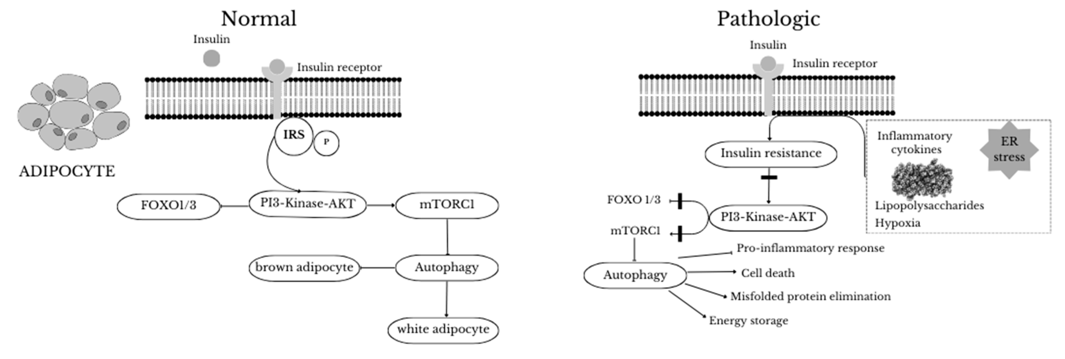 Preprints 119377 g002