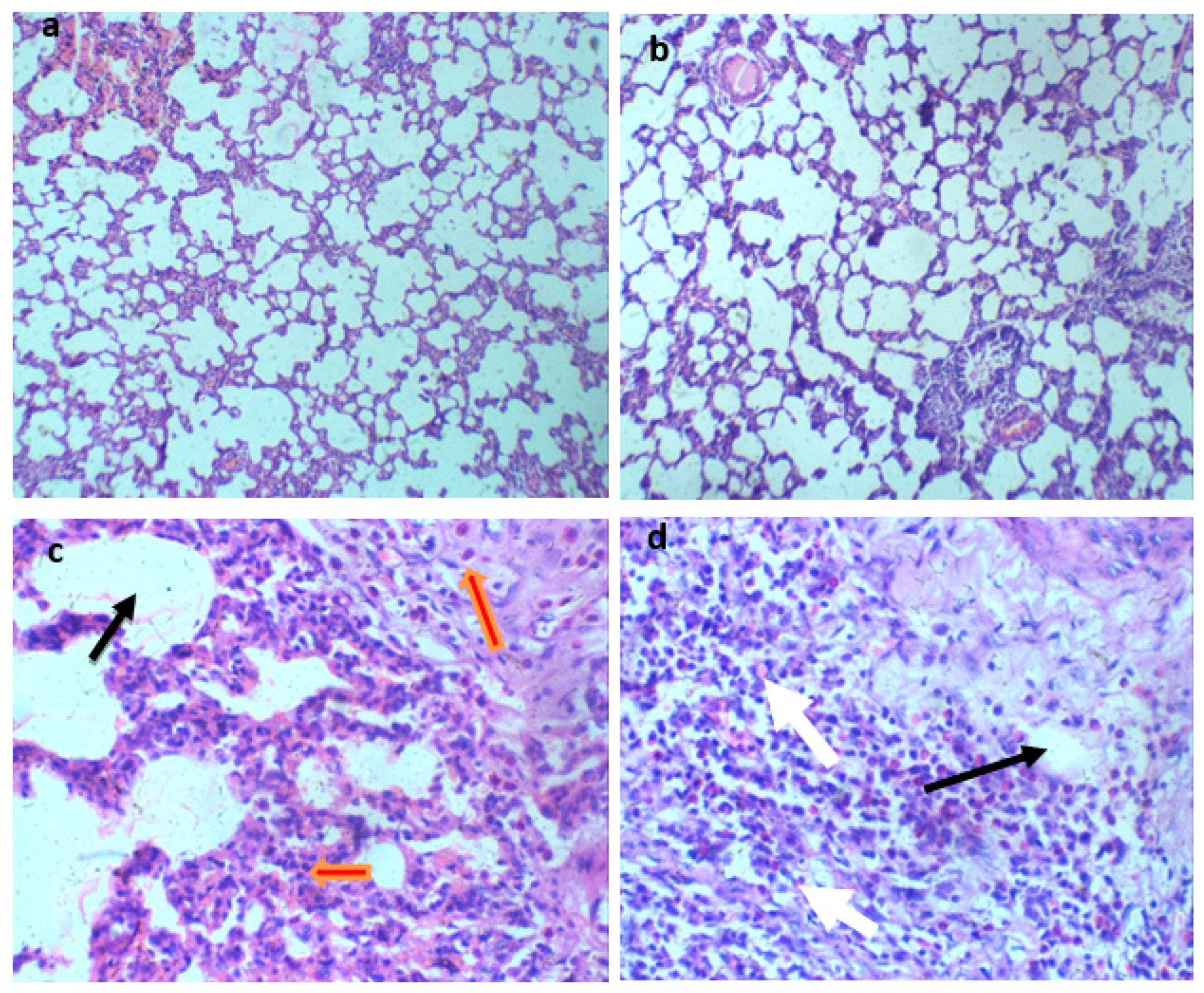 Preprints 84351 g001