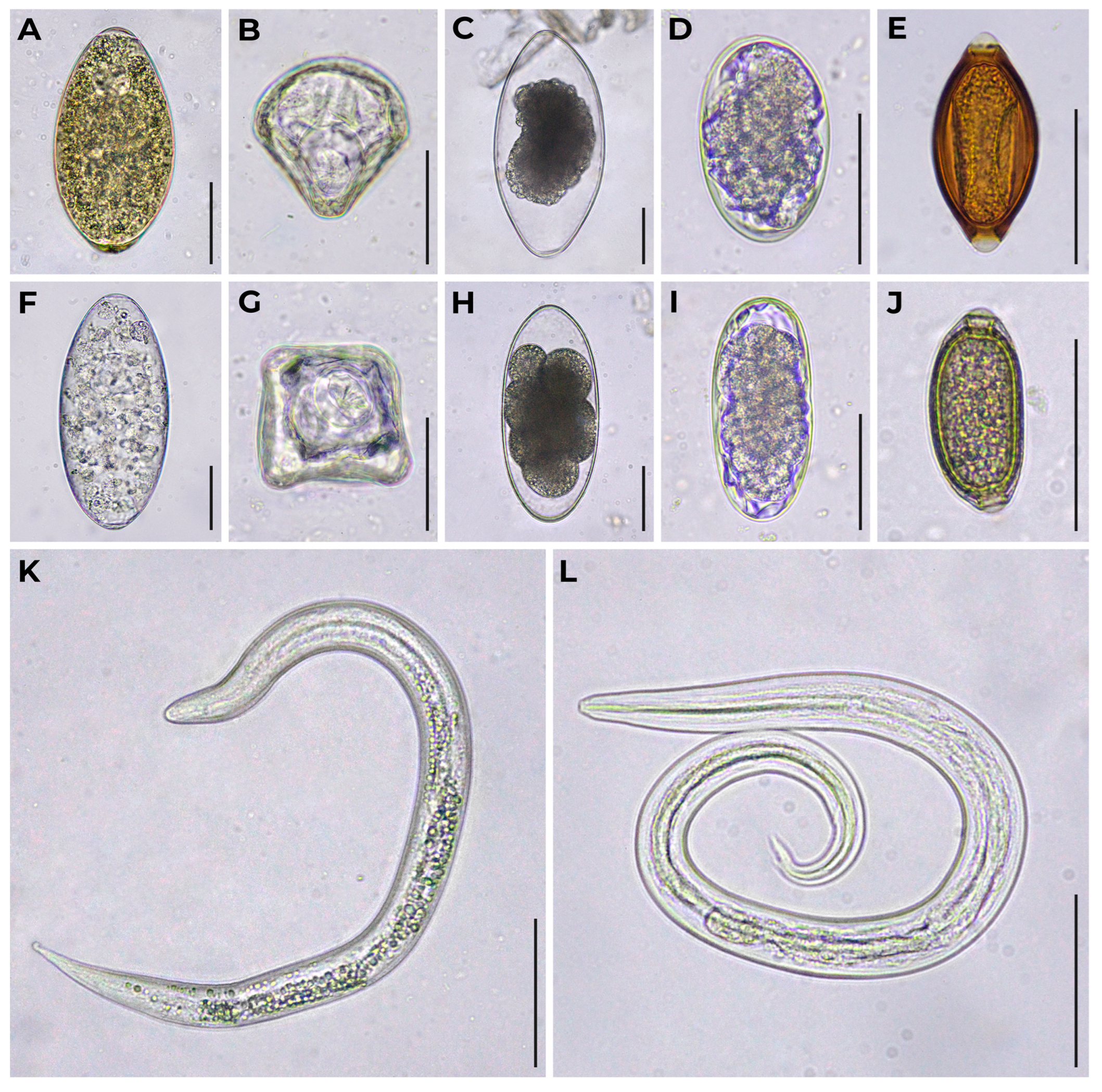 Preprints 109033 g001