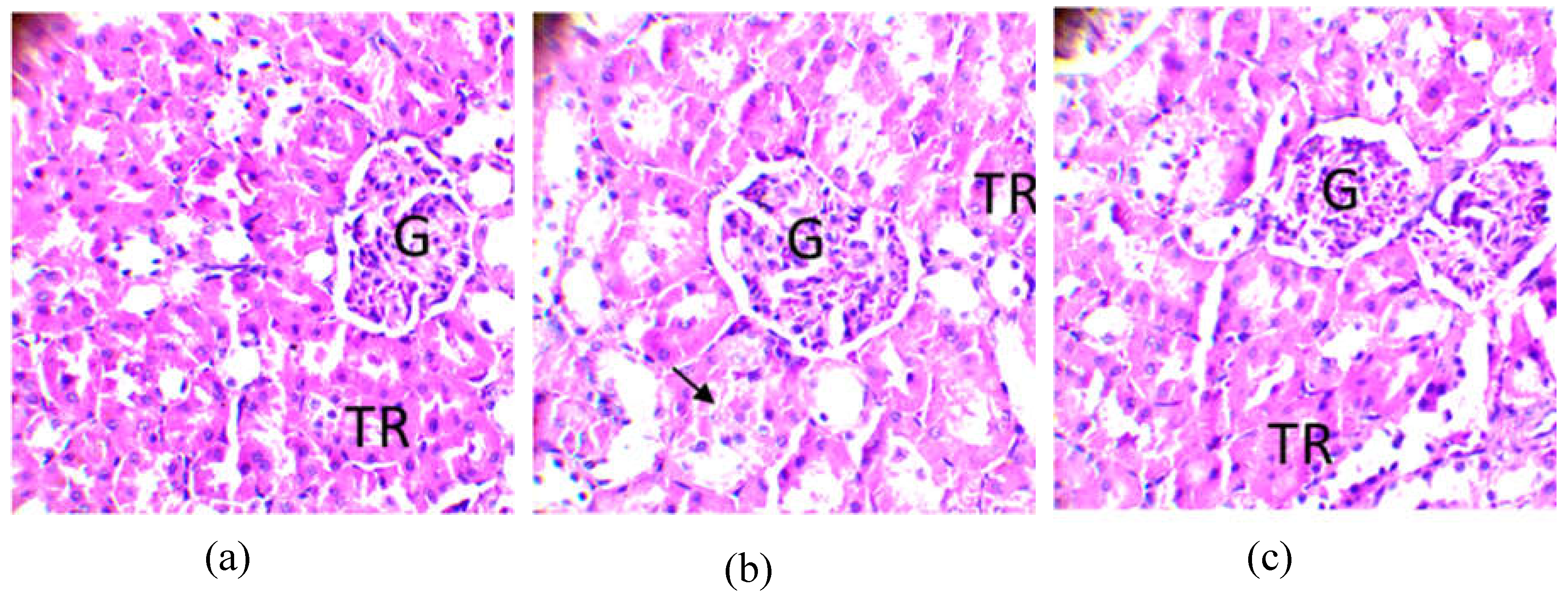 Preprints 72915 g010a