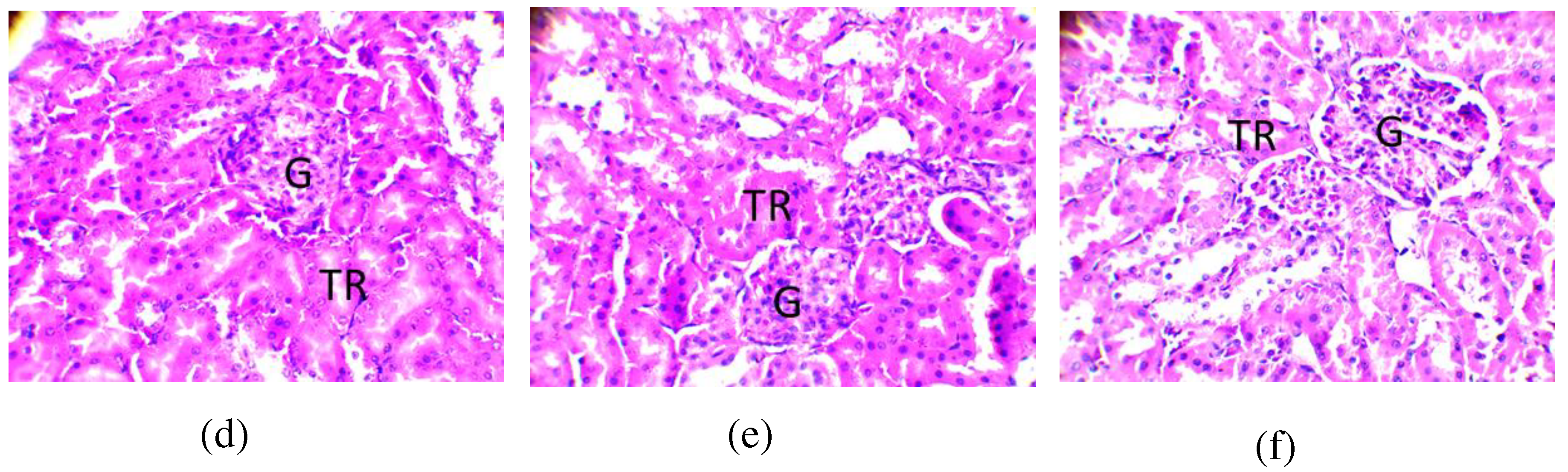 Preprints 72915 g010b