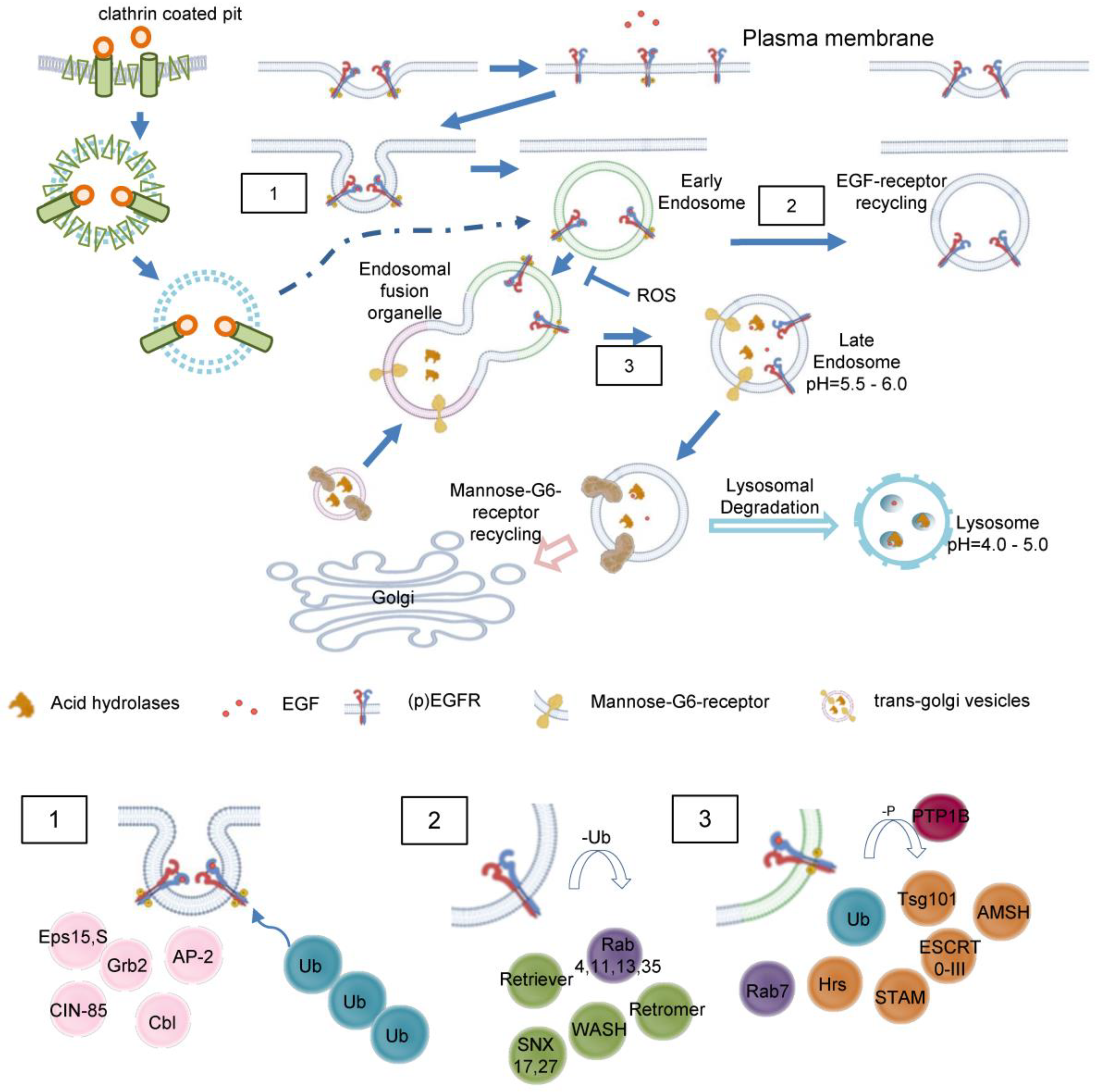 Preprints 119140 g004