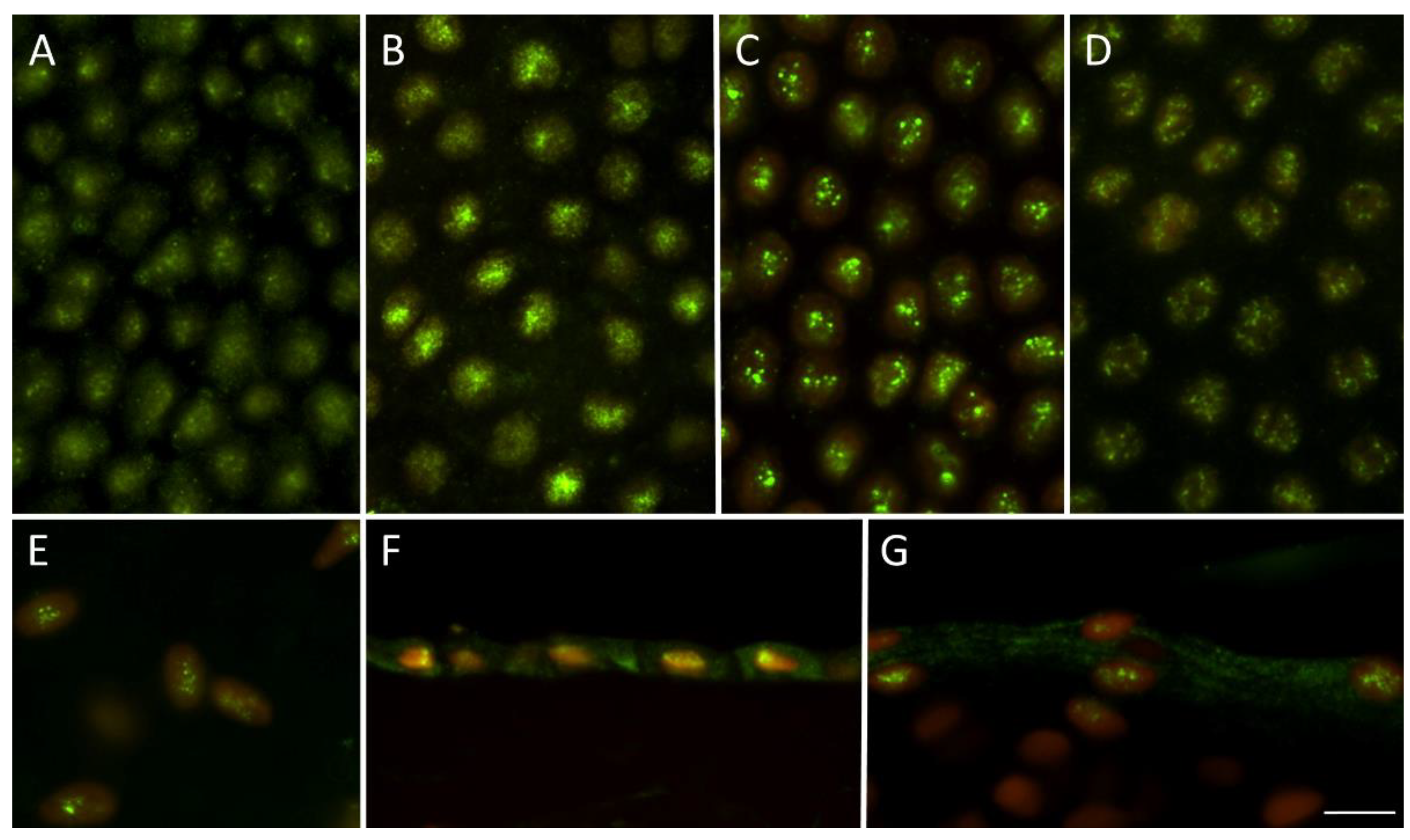 Preprints 74709 g003