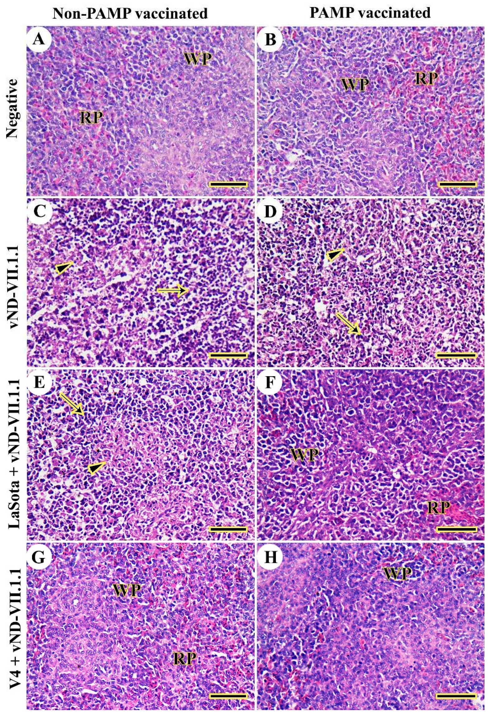 Preprints 82787 g005