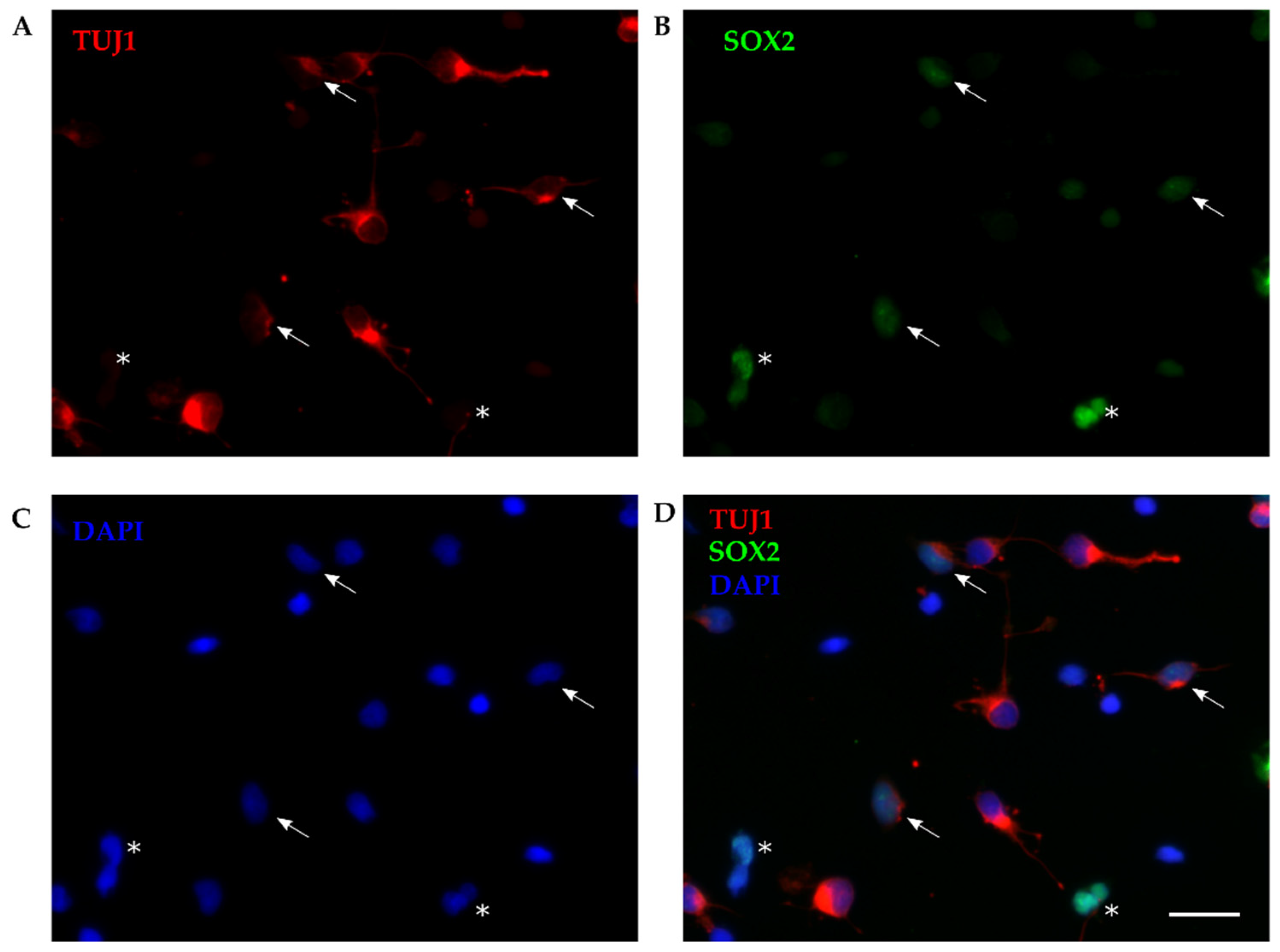 Preprints 84963 g001