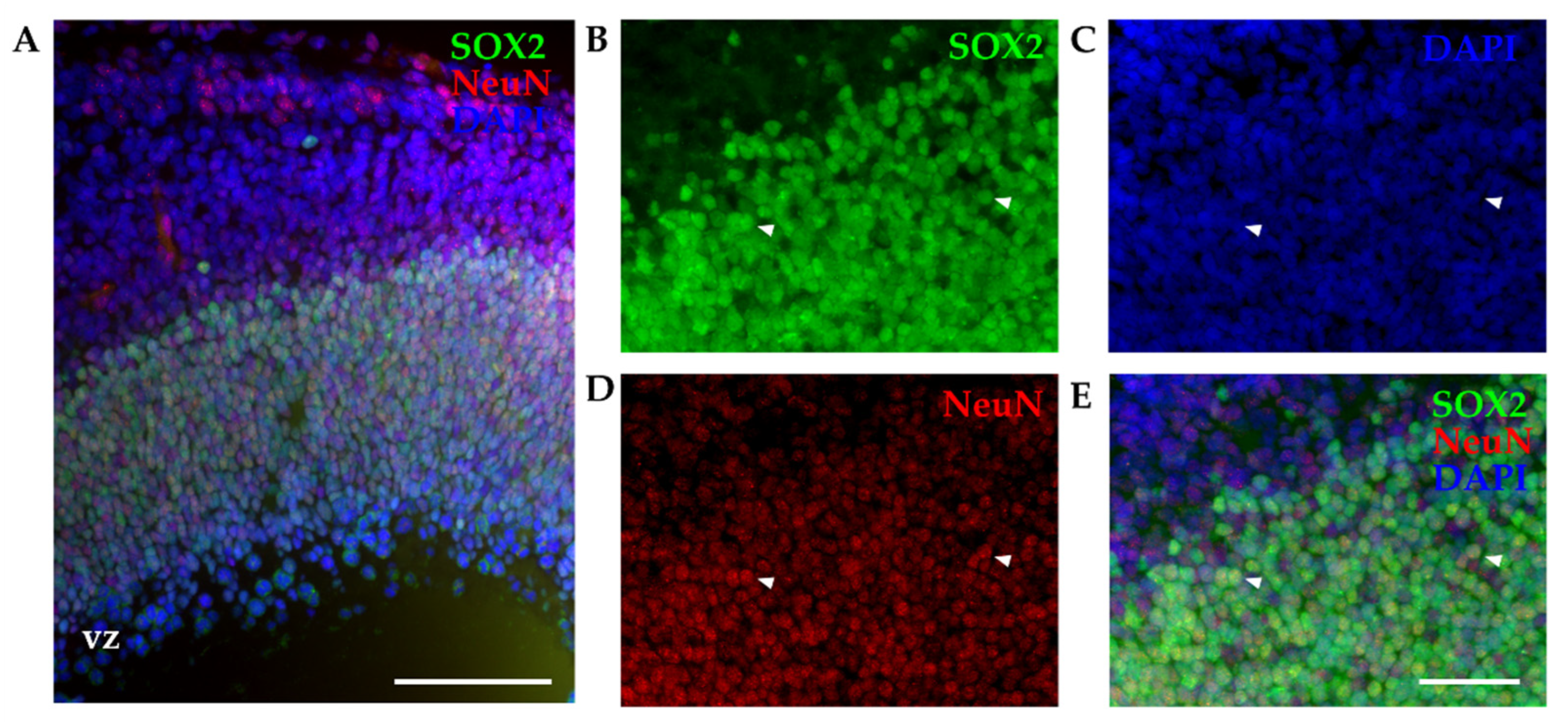 Preprints 84963 g002