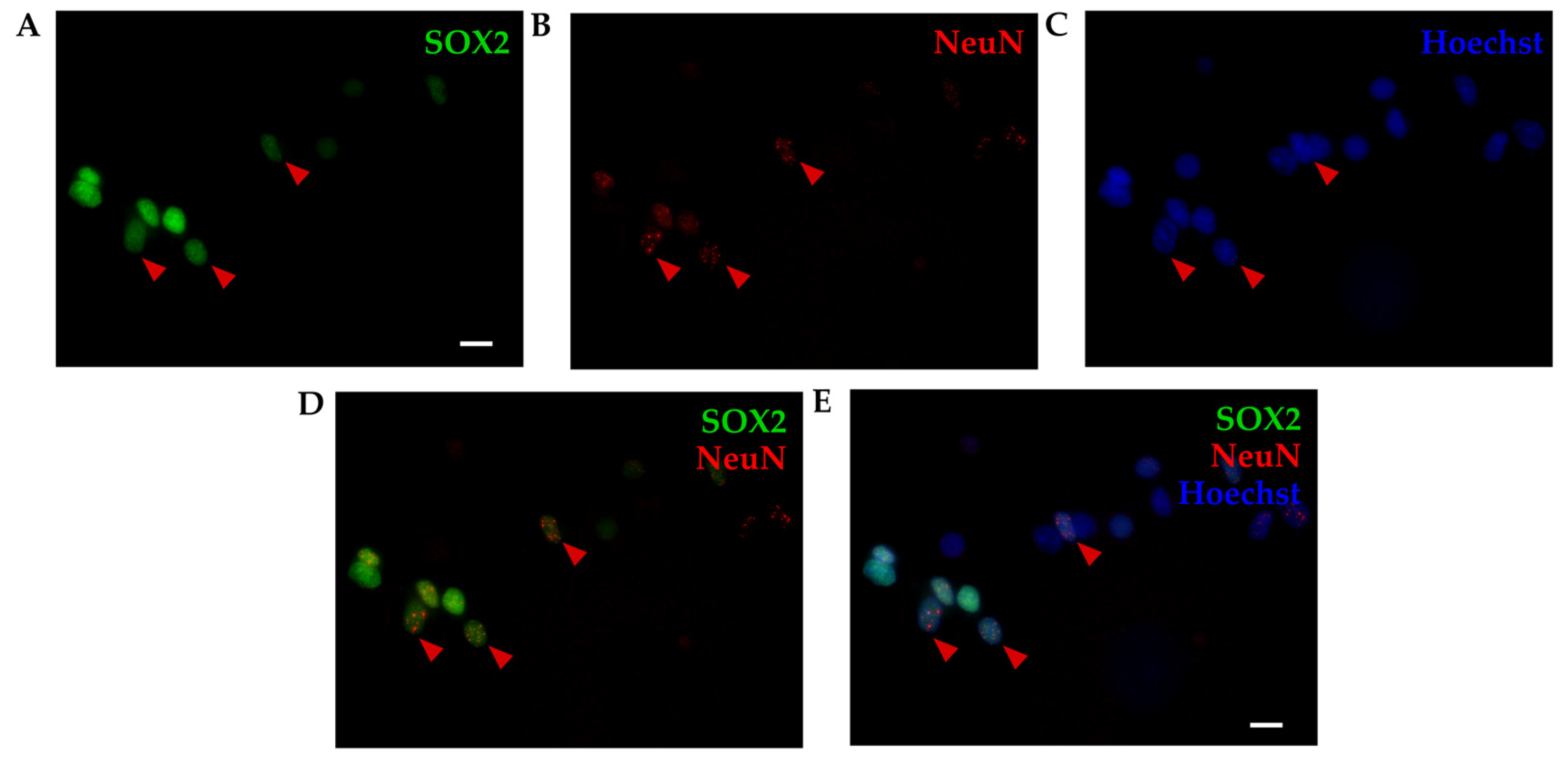 Preprints 84963 g003