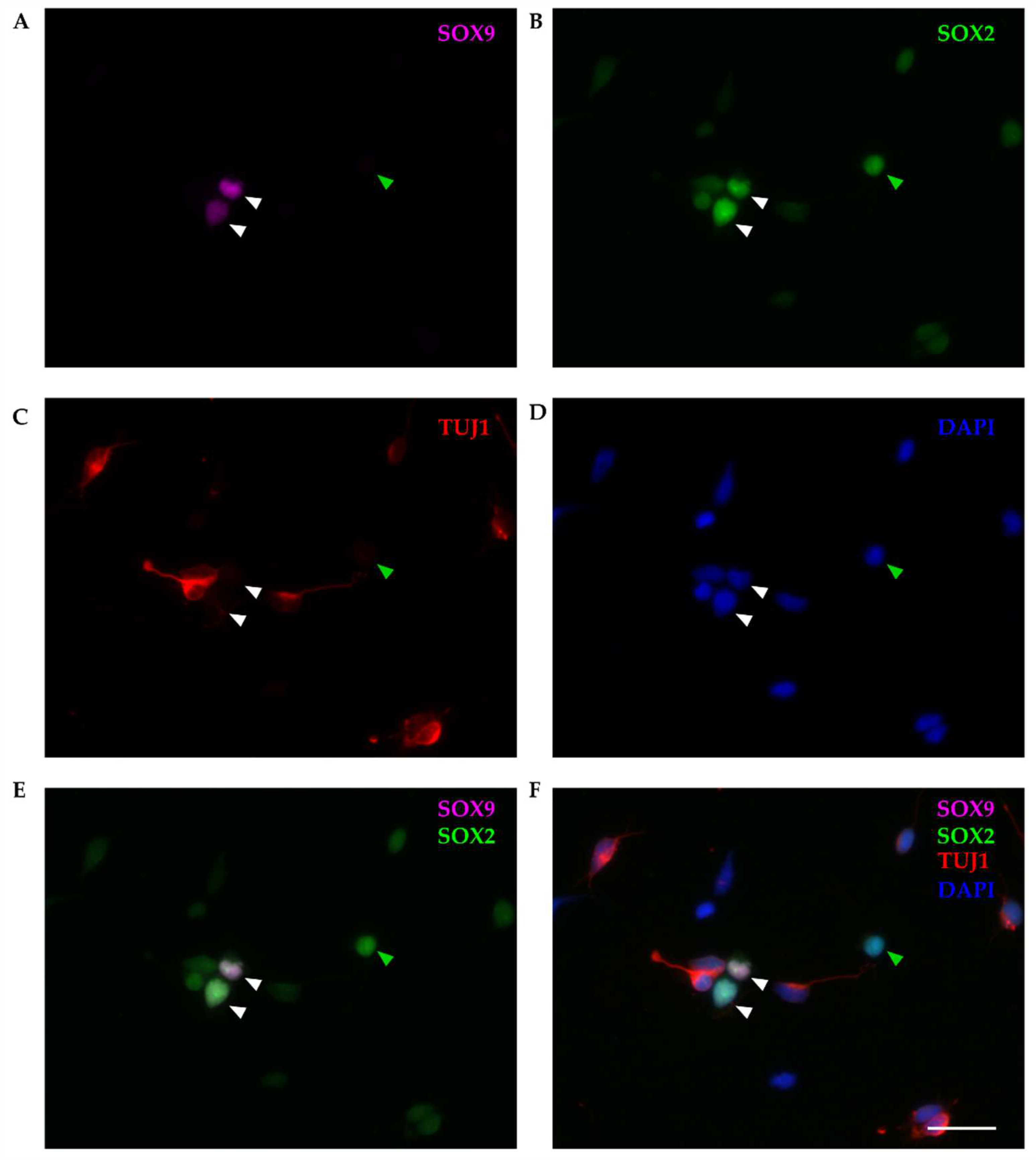 Preprints 84963 g004