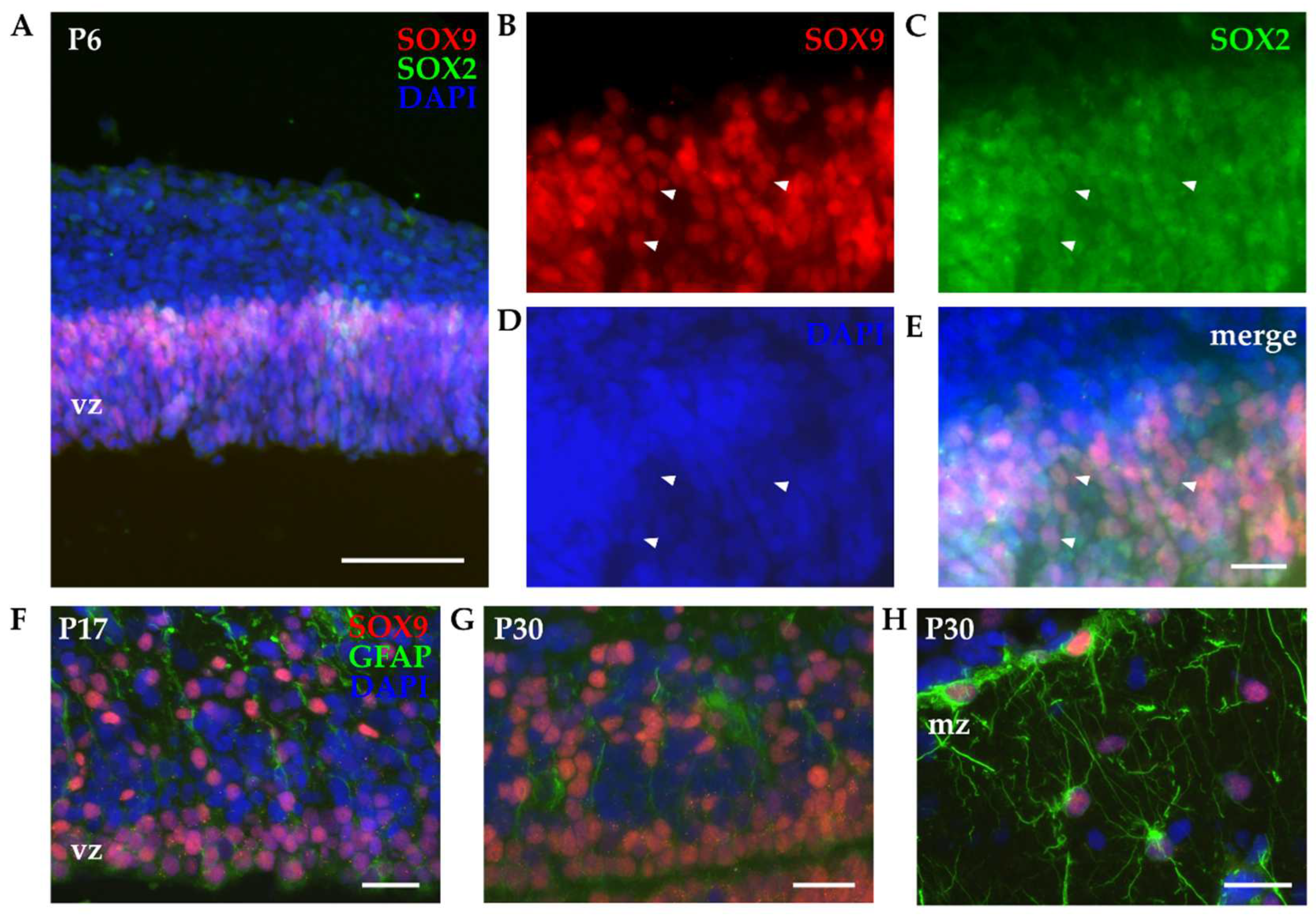 Preprints 84963 g005