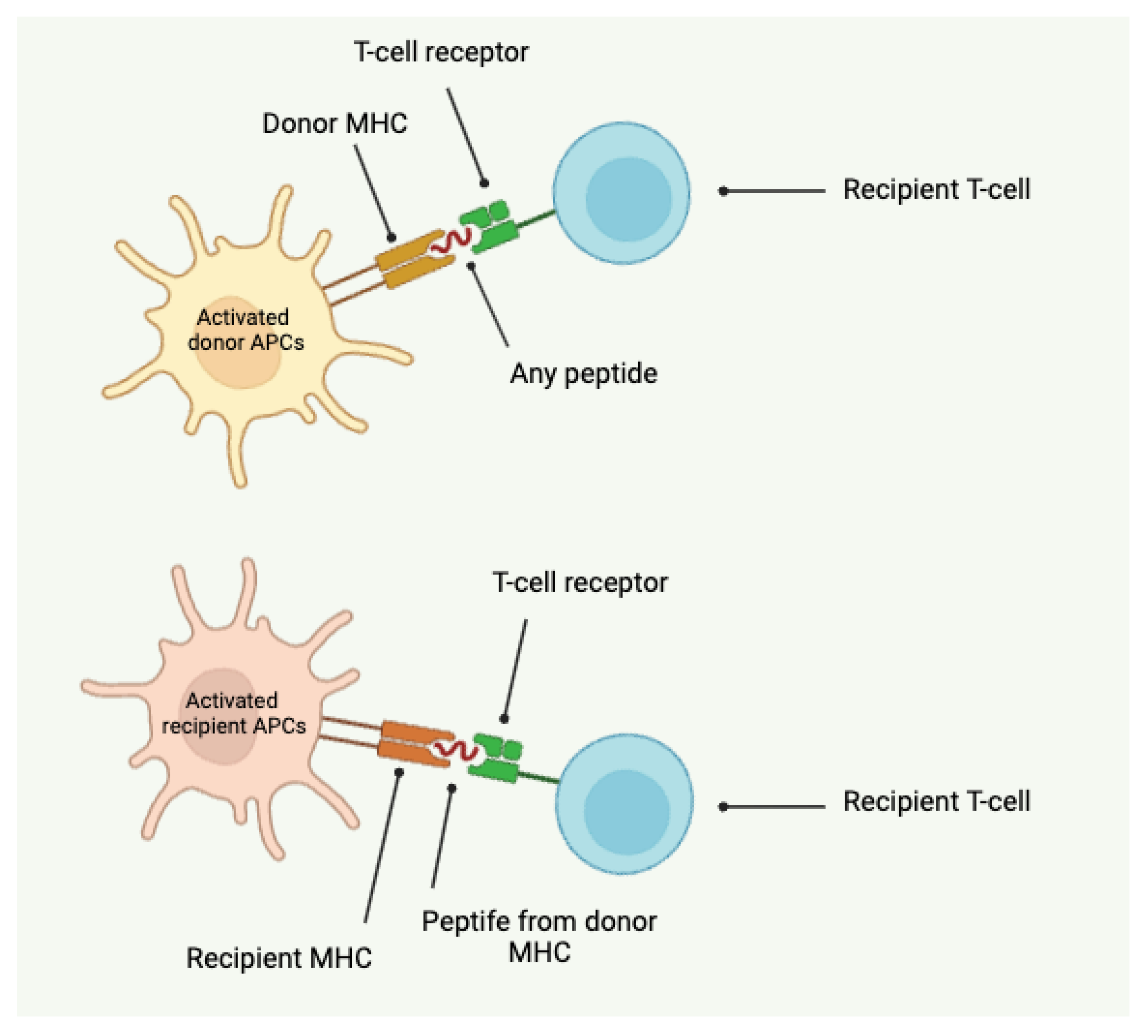 Preprints 106676 g002