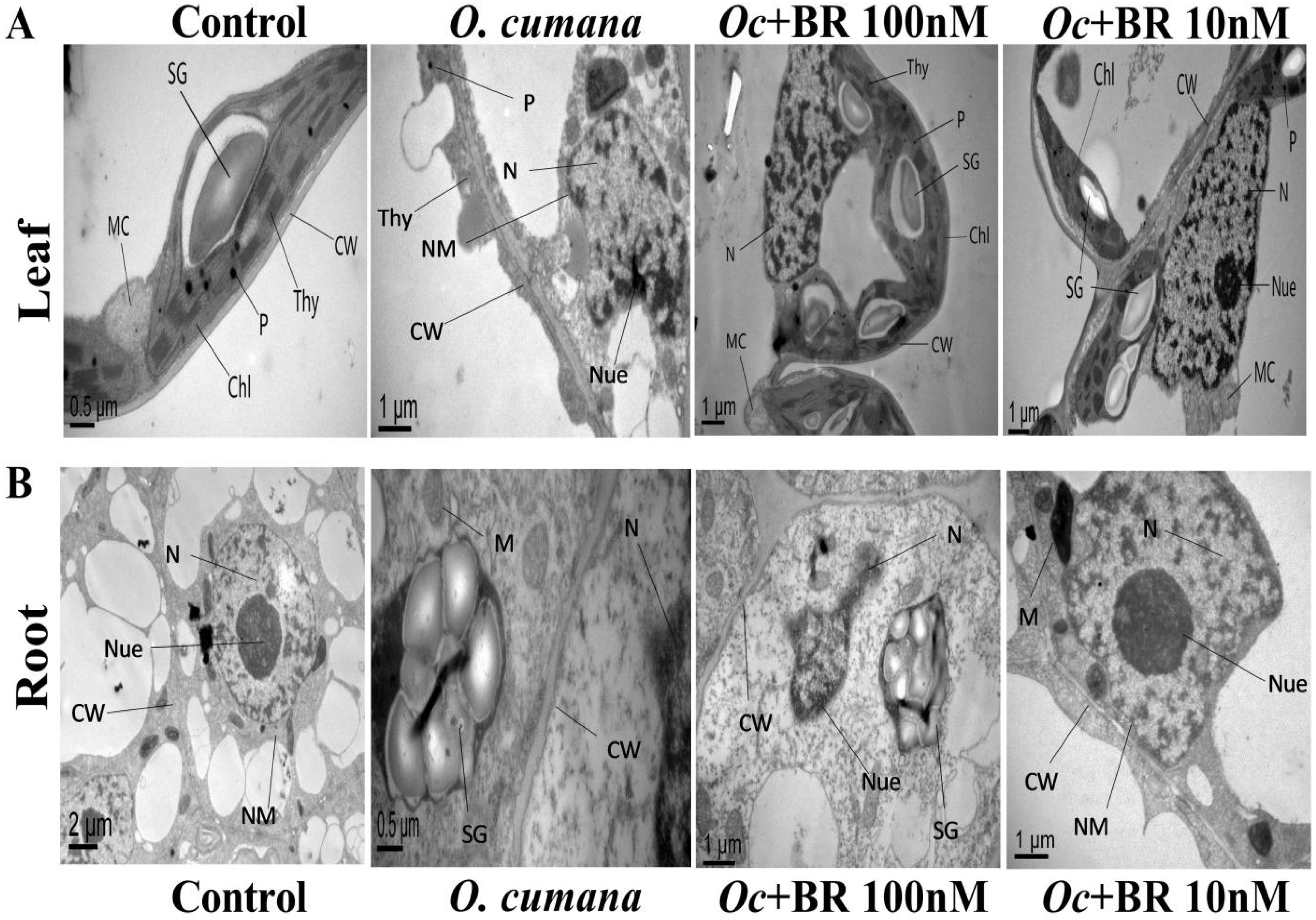 Preprints 91127 g008