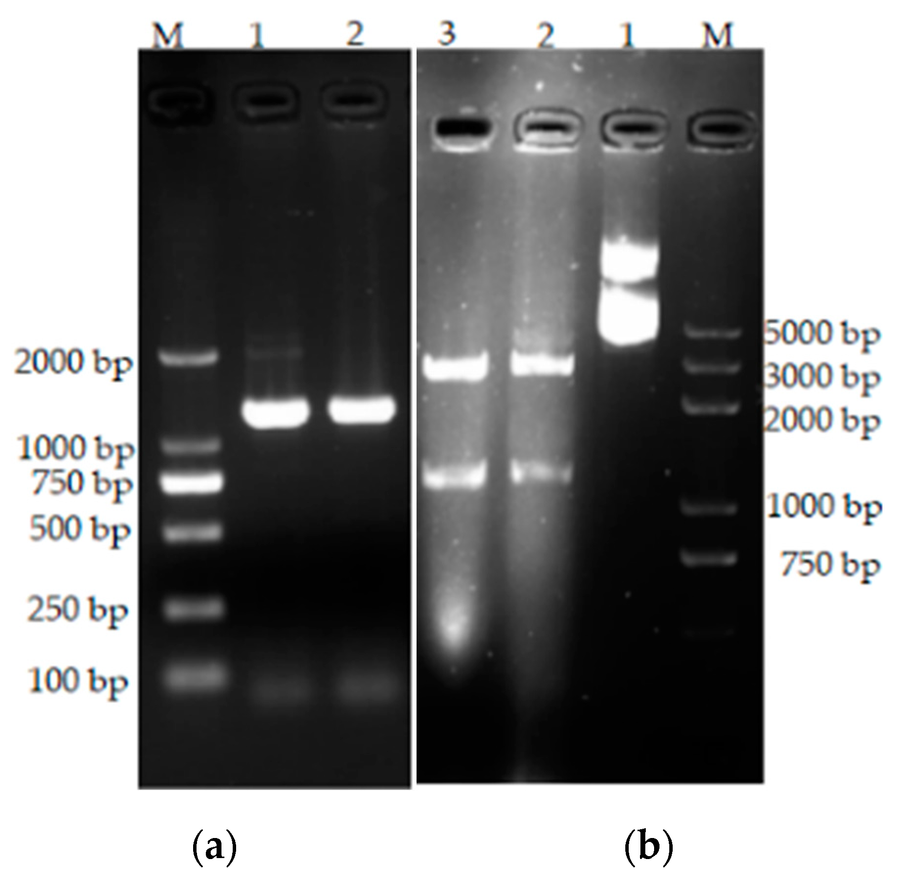 Preprints 96125 g007