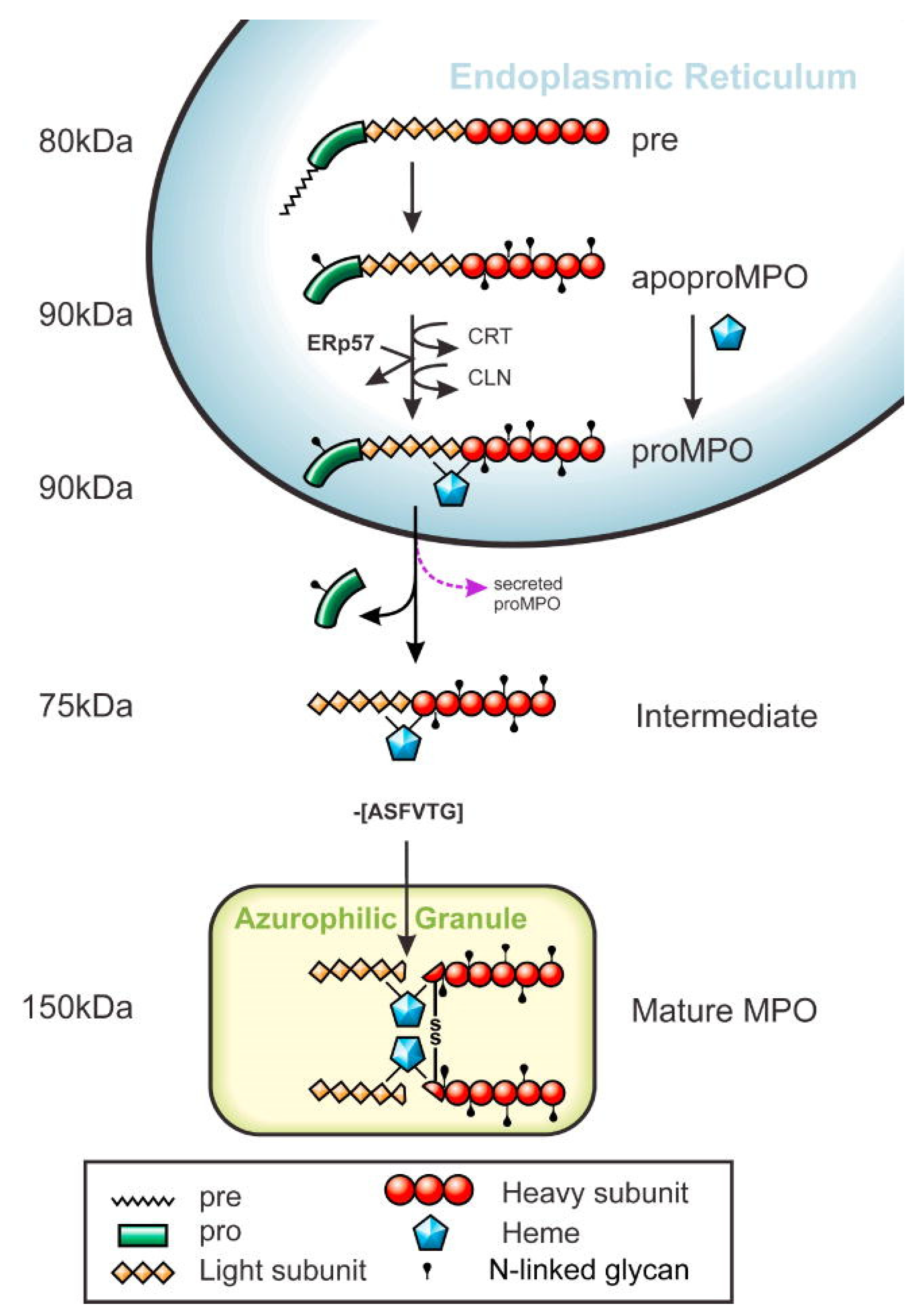 Preprints 116987 g001