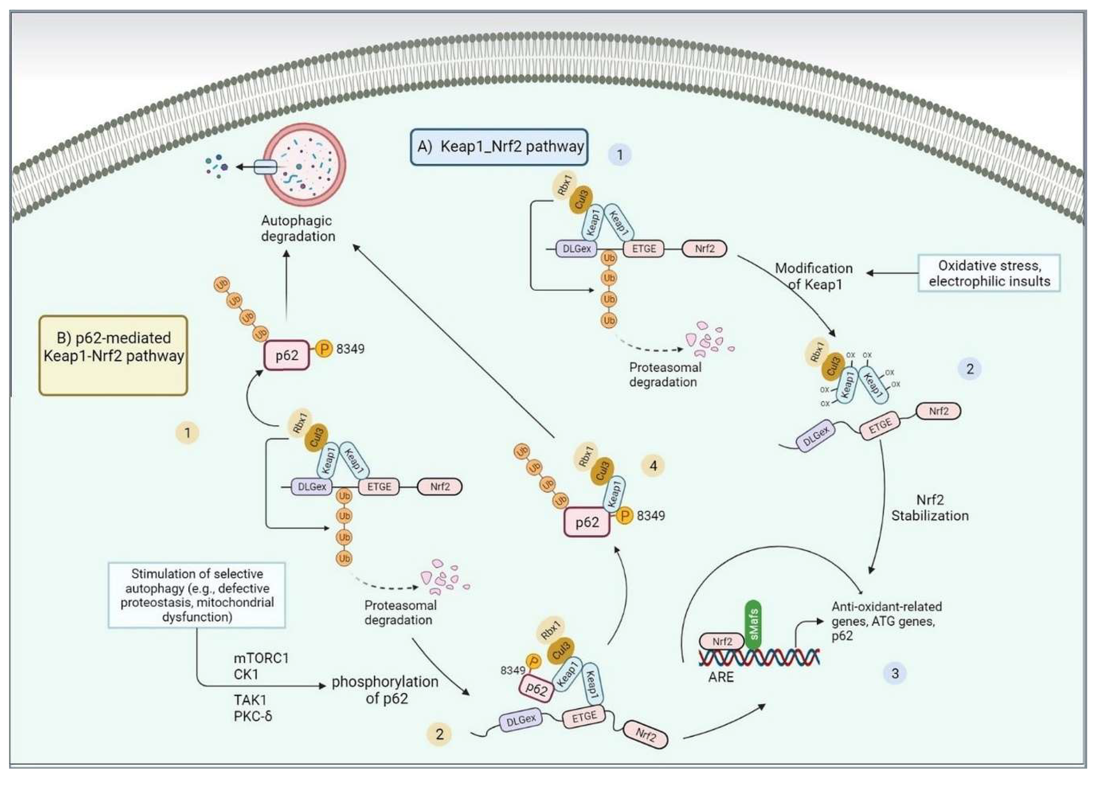 Preprints 95111 g004