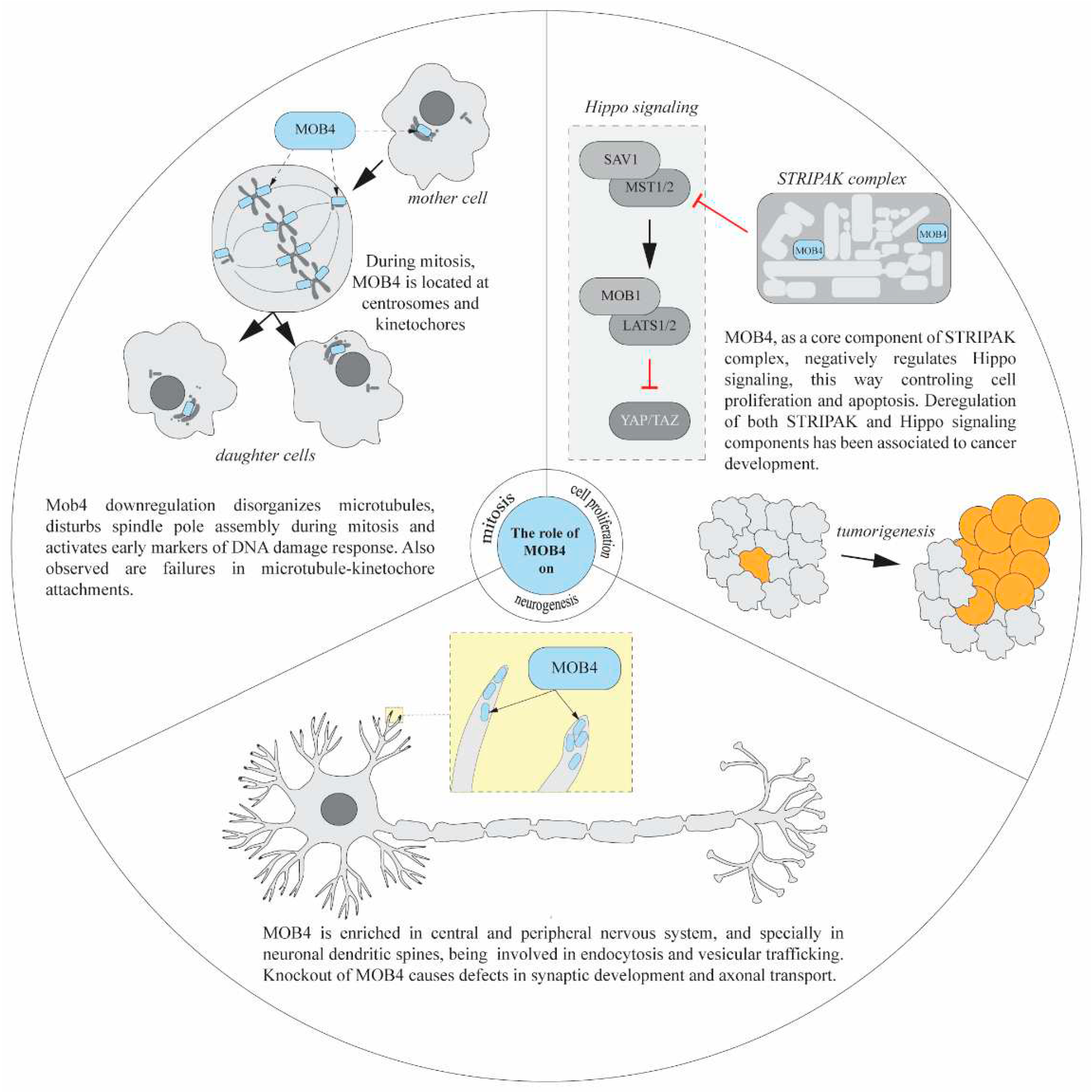 Preprints 82710 g005