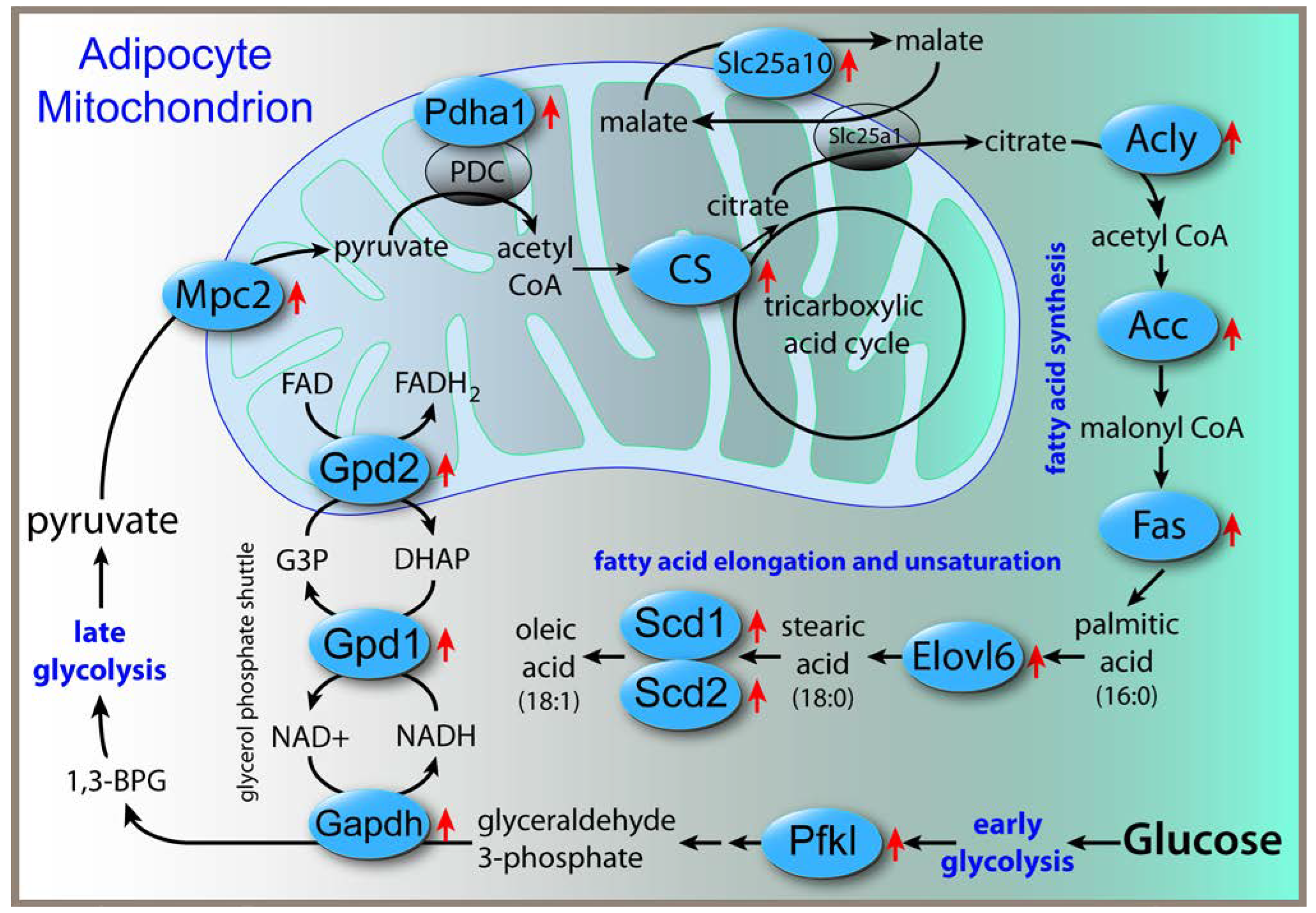 Preprints 67516 g001