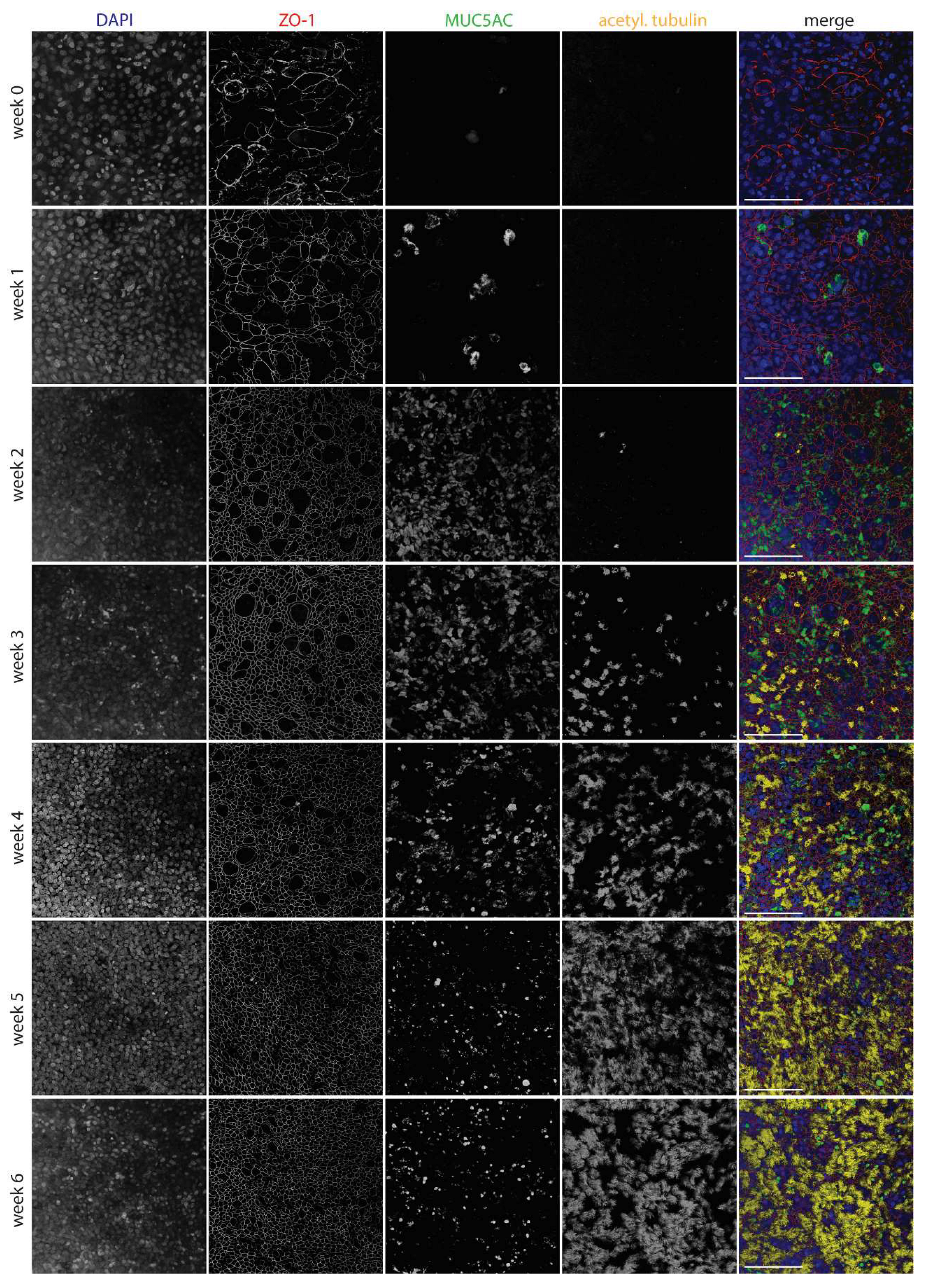 Preprints 120458 g002