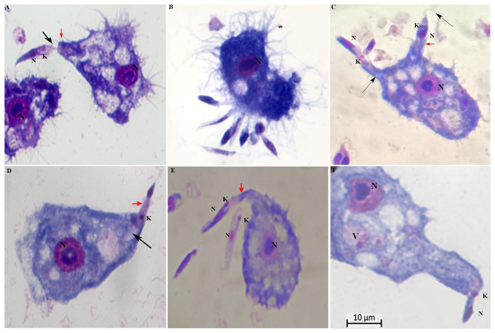 Preprints 111297 g003