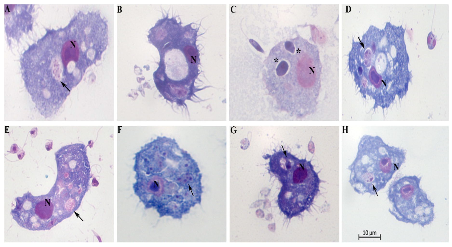 Preprints 111297 g004