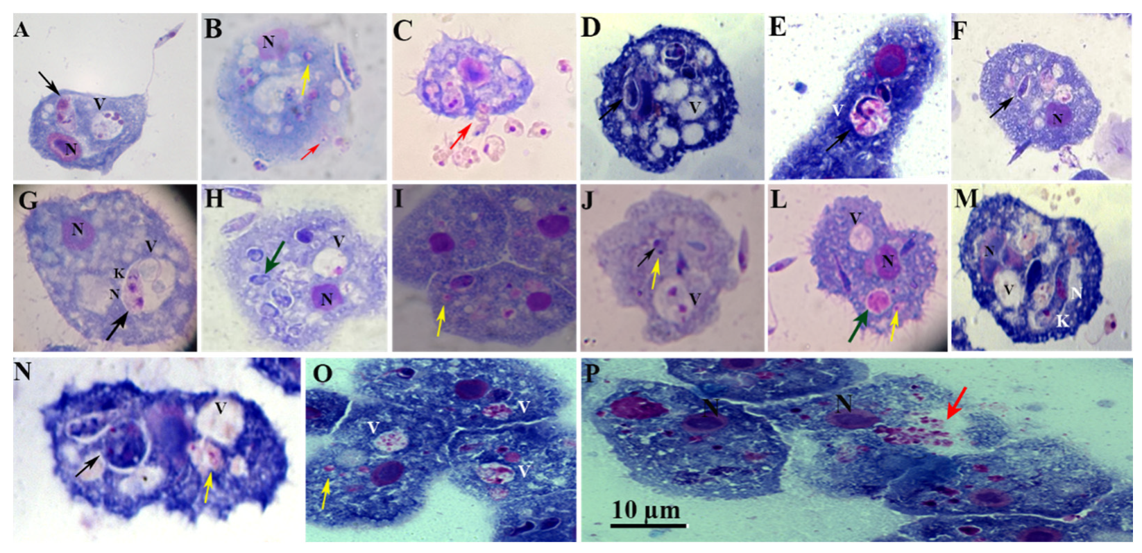 Preprints 111297 g005