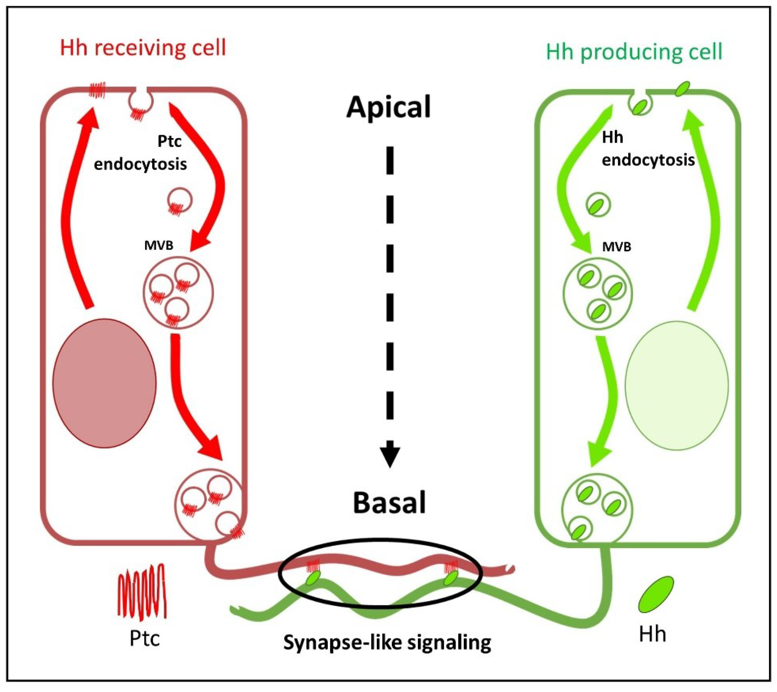 Preprints 97933 g003