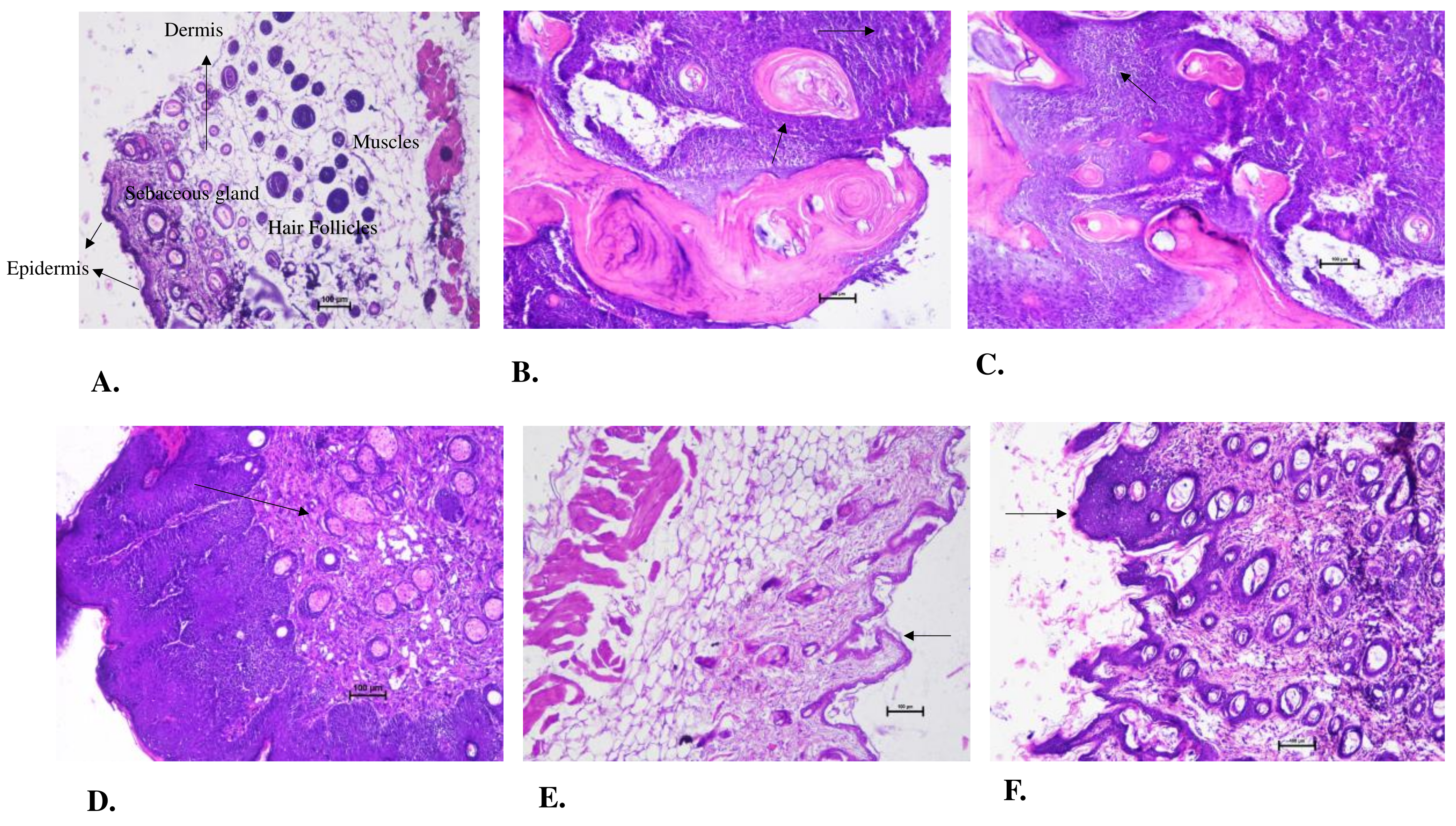 Preprints 90824 g005