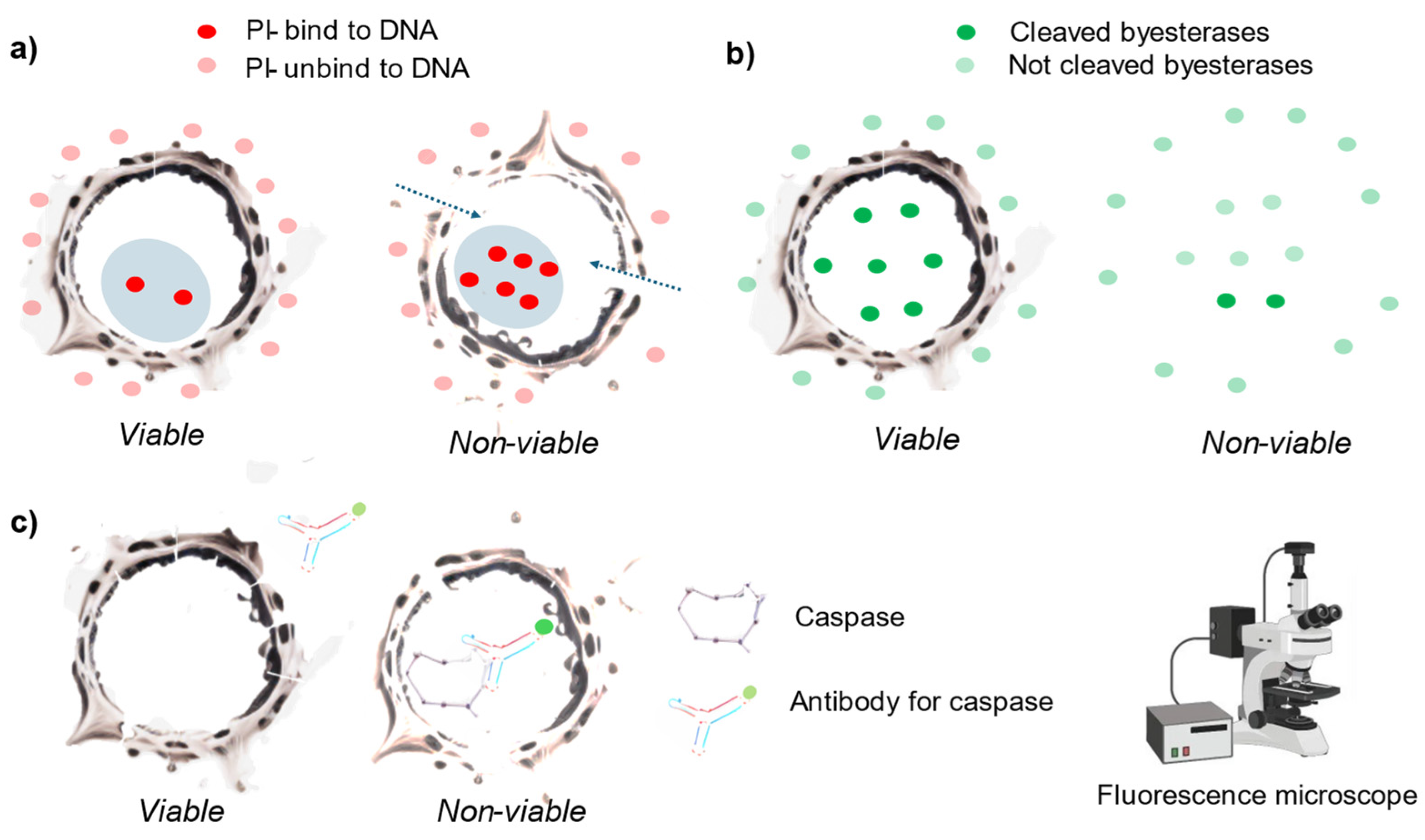 Preprints 117713 g002