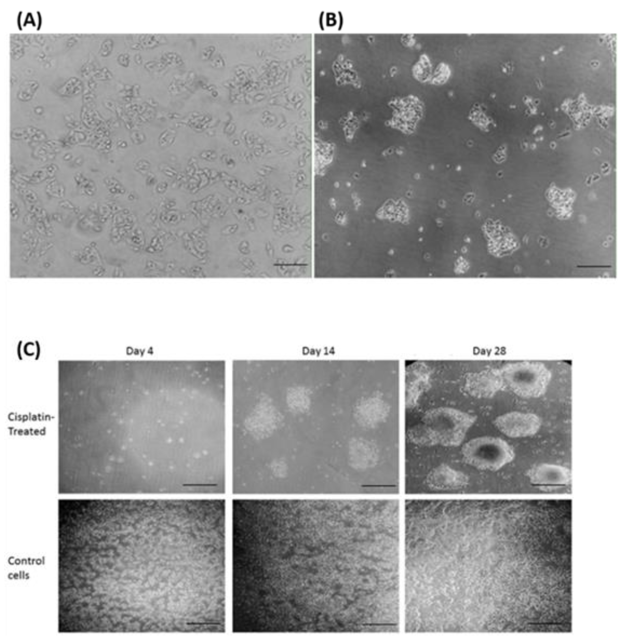 Preprints 68207 g001