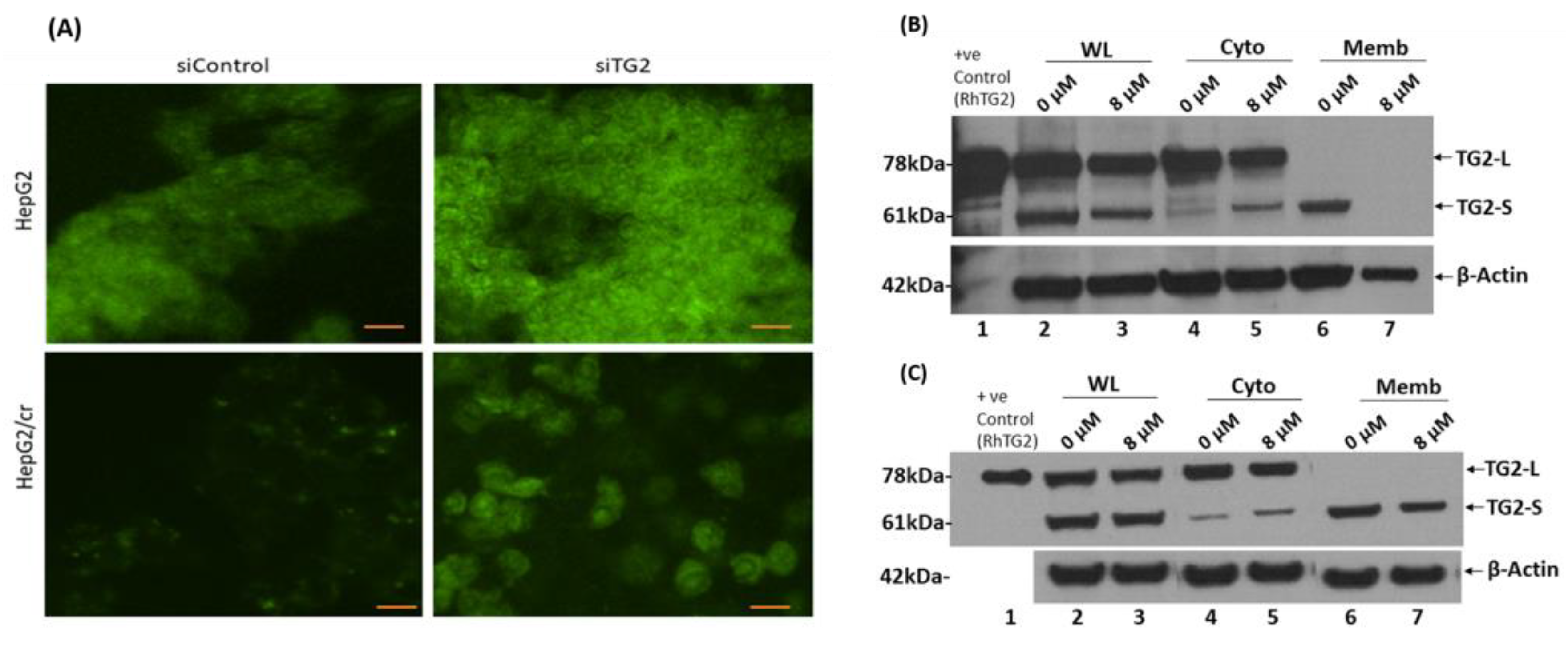 Preprints 68207 g009