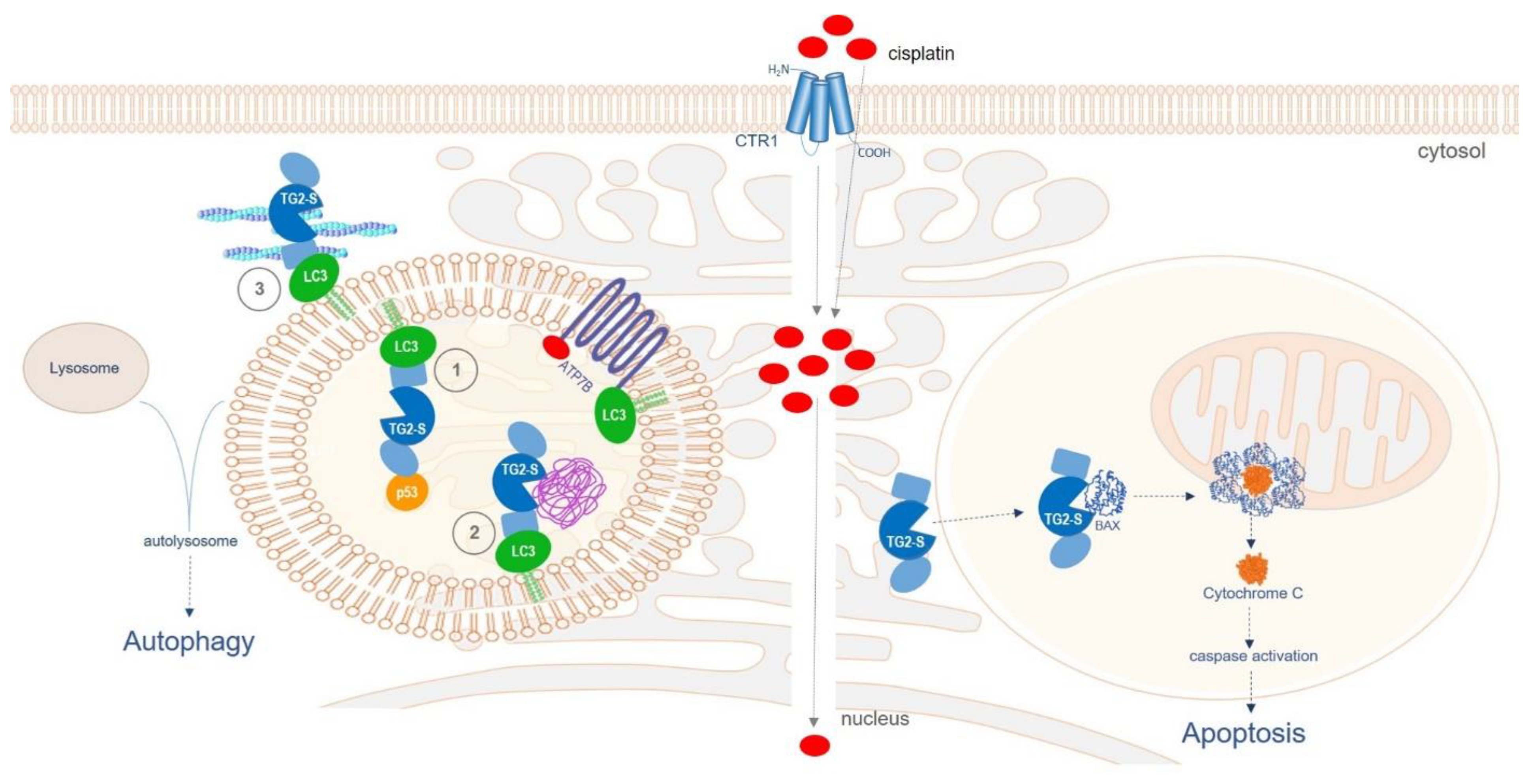 Preprints 68207 g011