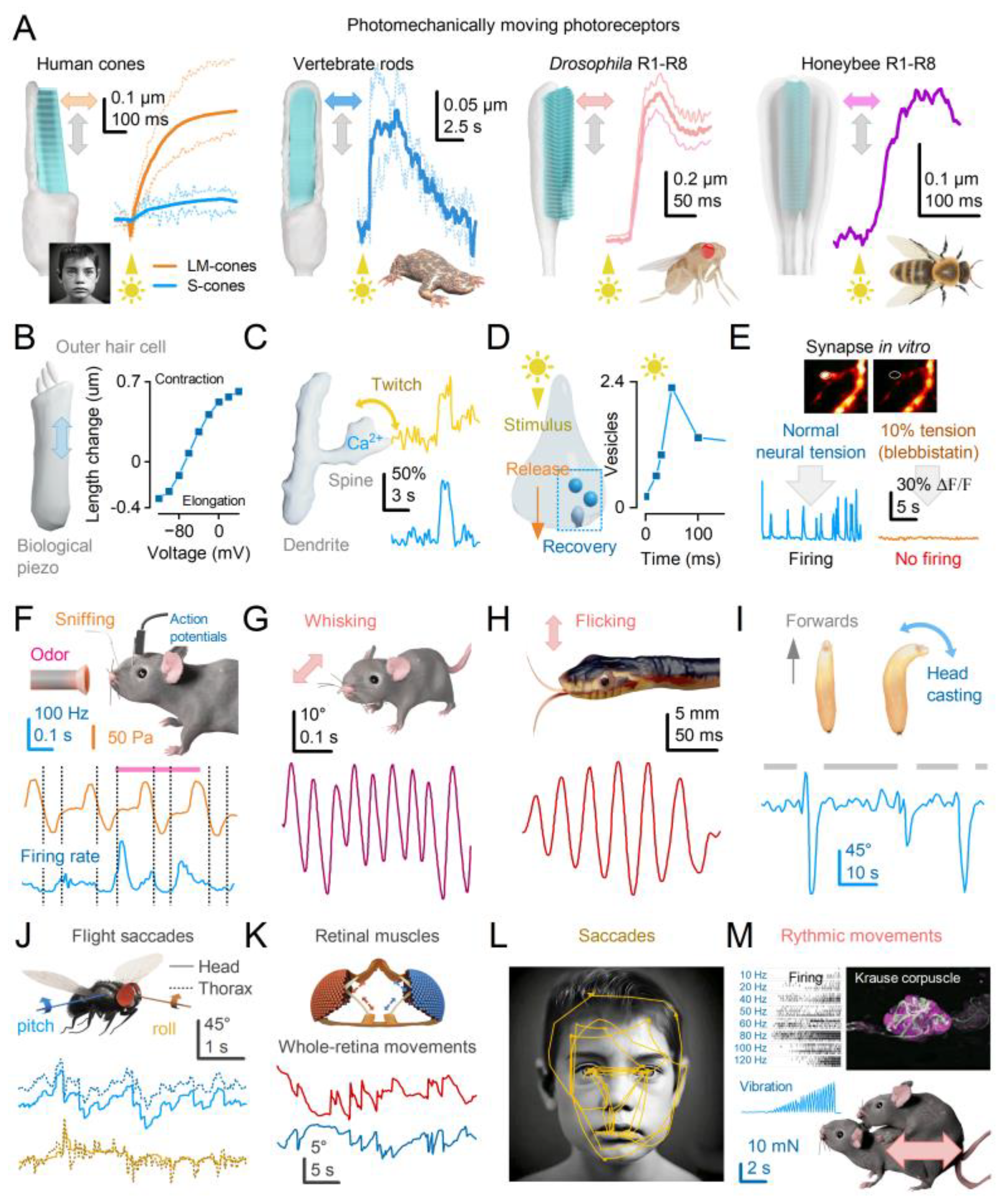 Preprints 117016 g001