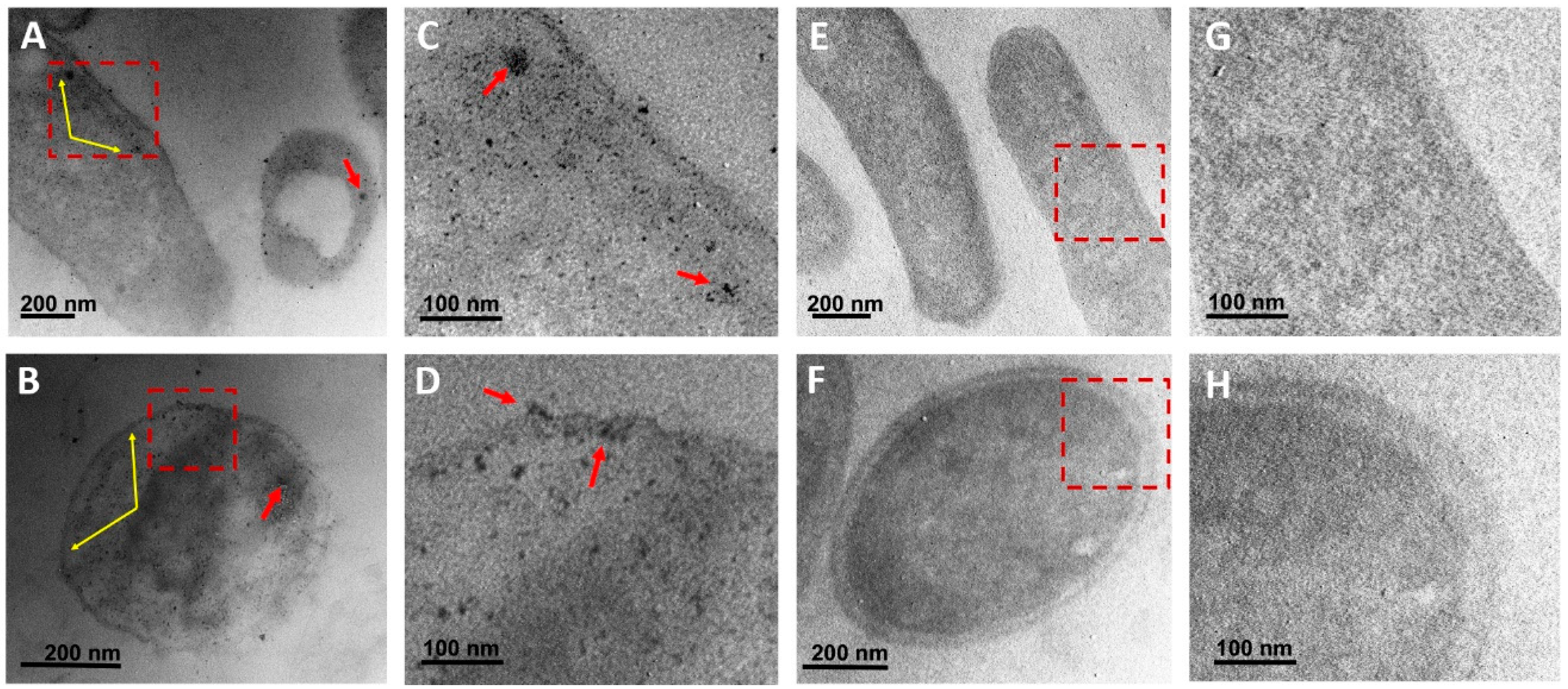 Preprints 78932 g008